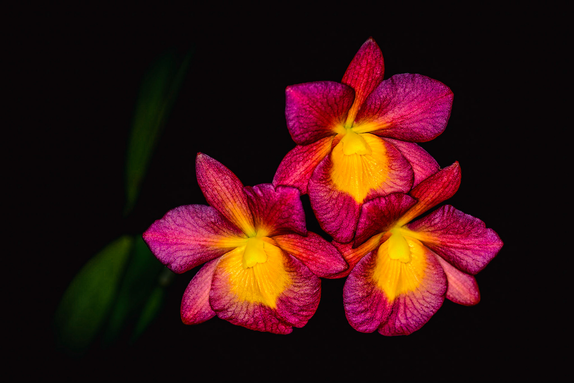 Cattleytonia why not