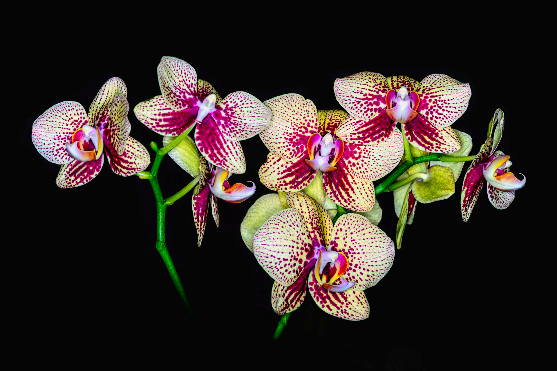 Phalaenopsis elegant karin aloha