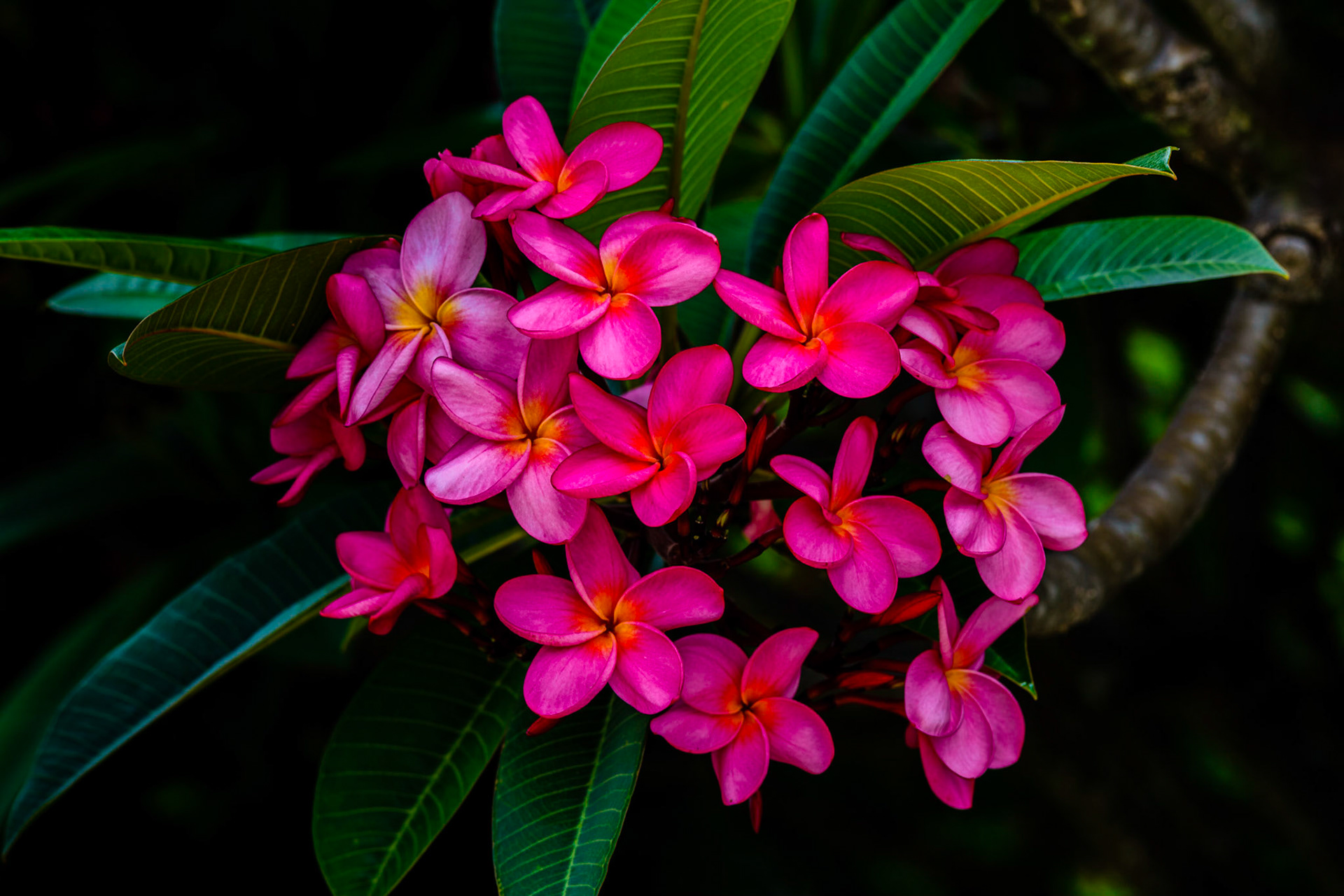 Frangipani - Plumeria rubra