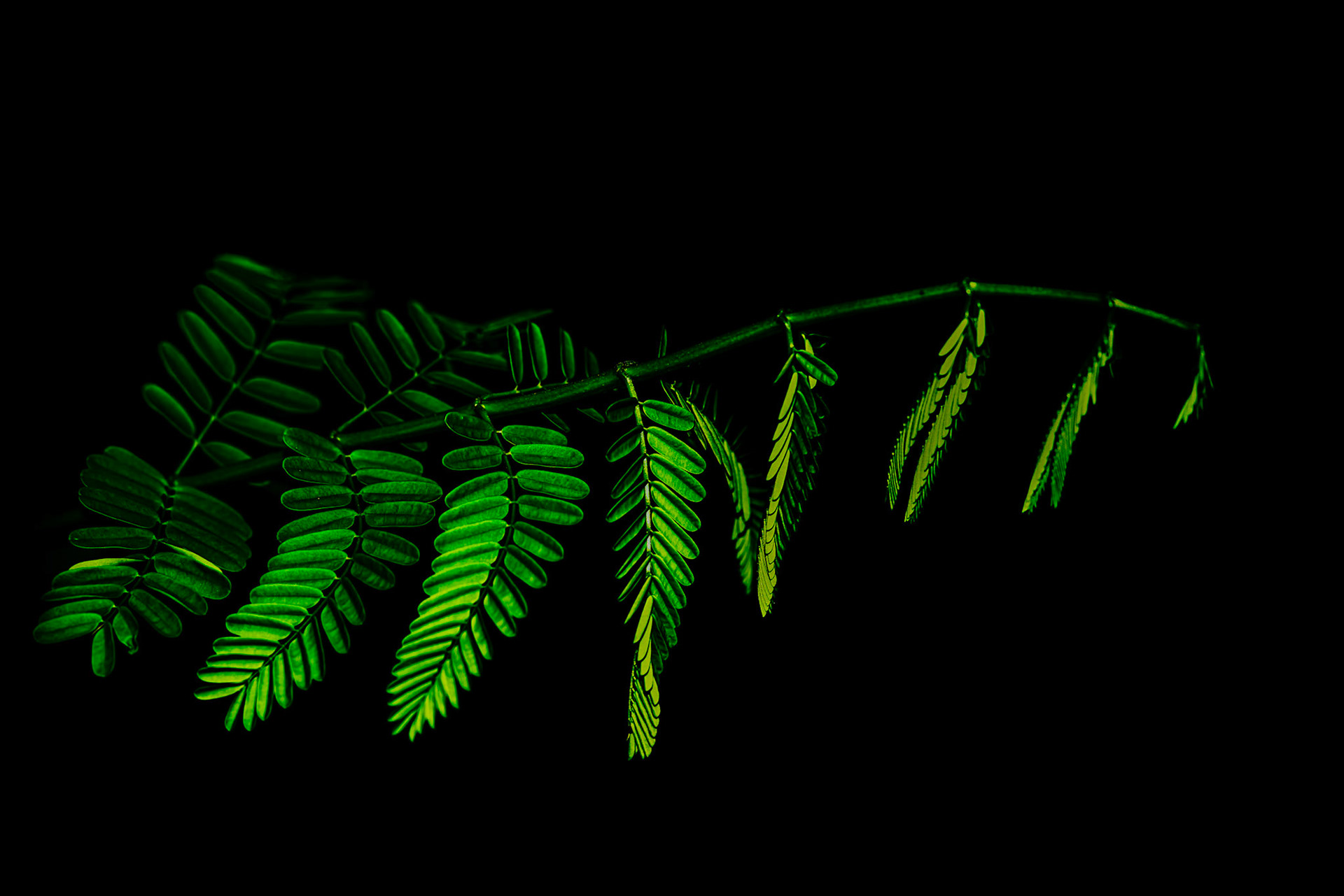 Flamboyant - Delonix regia