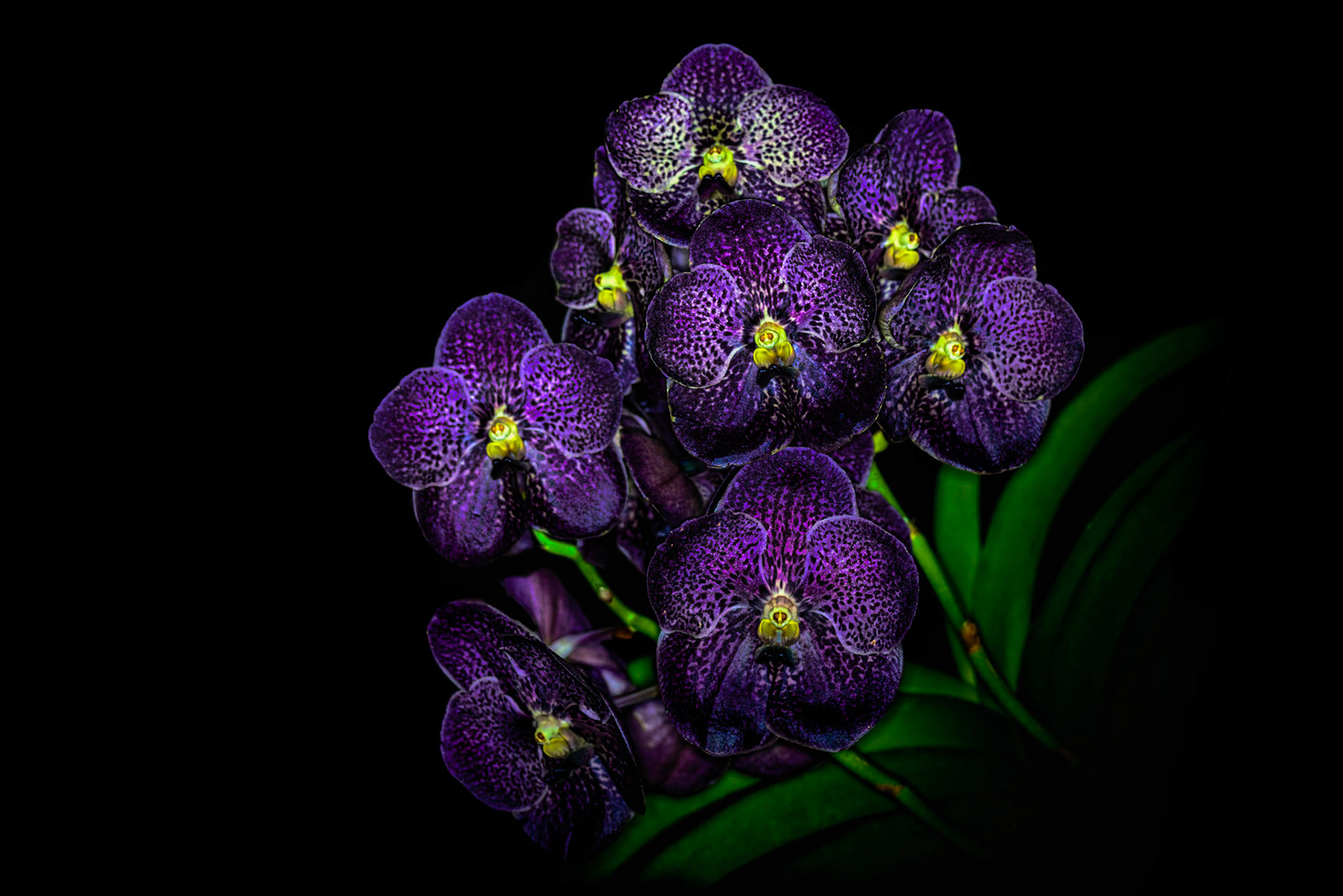 Vanda gordon dillon x Ascocenda suksamran spots