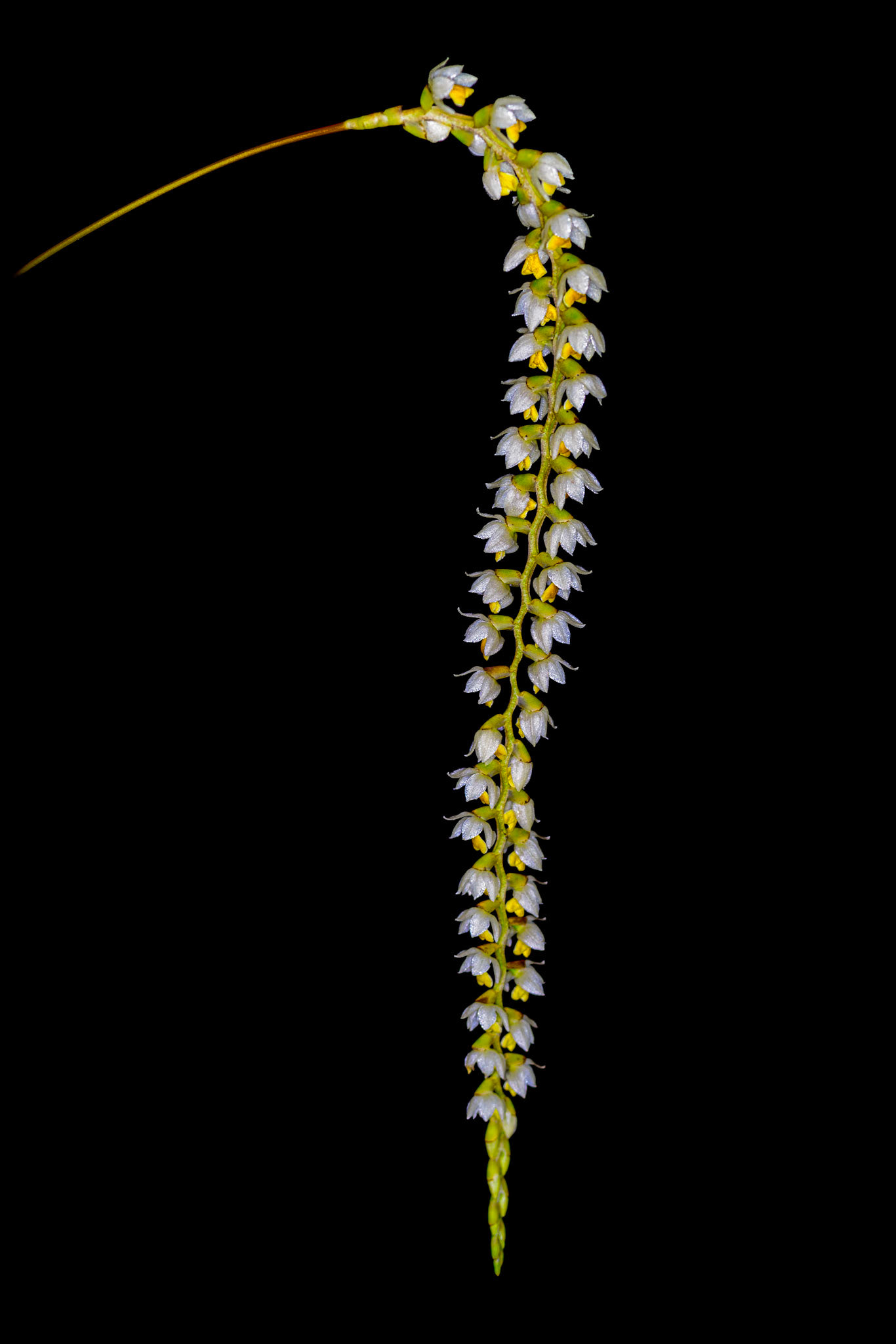 Dendrochilum cobbianum