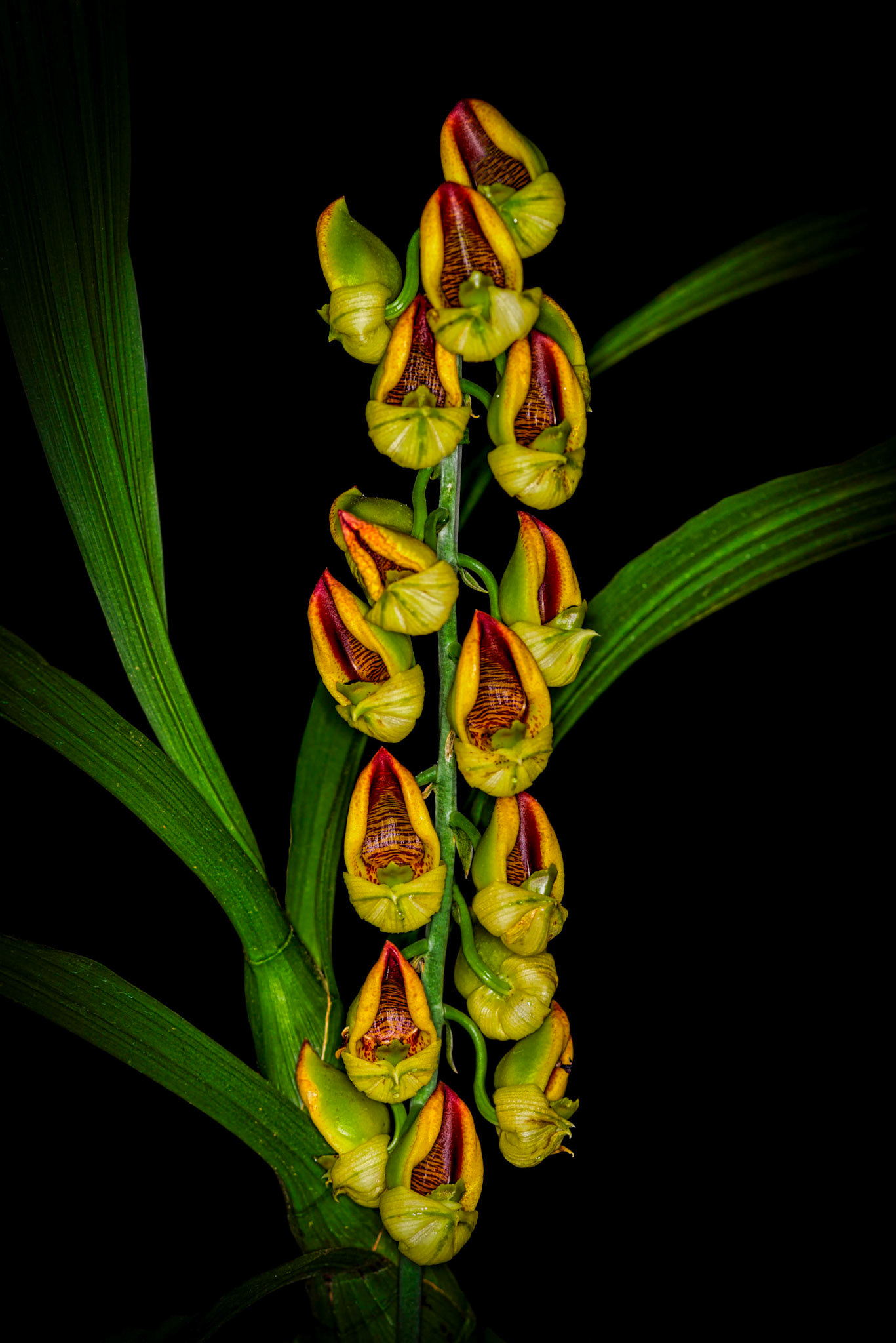 Catasetum rooseveltianum