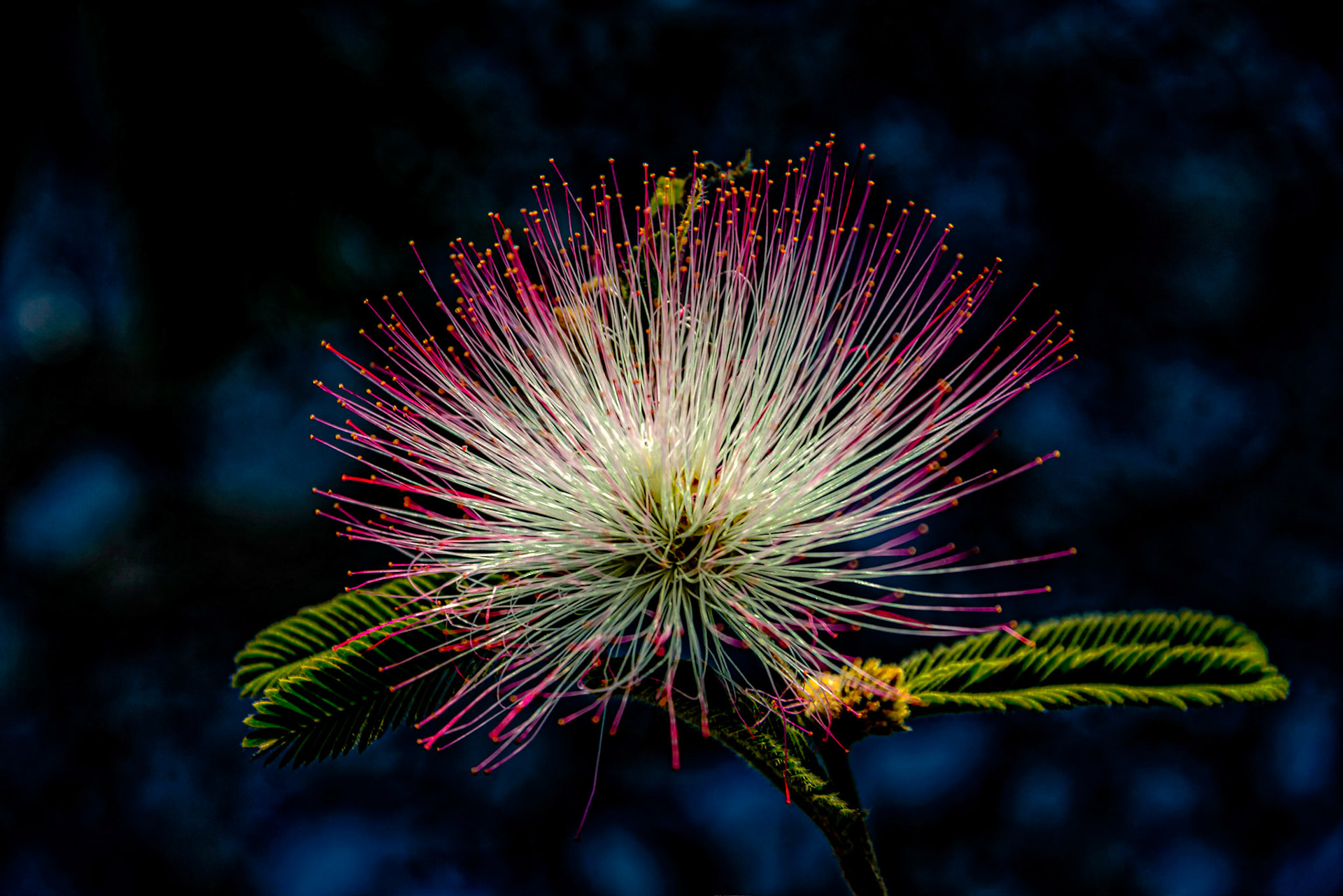 Caliandra - Calliandra brevipes