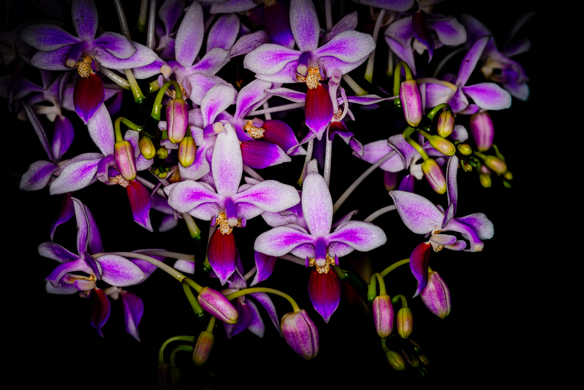 Phalaenopsis equestris
