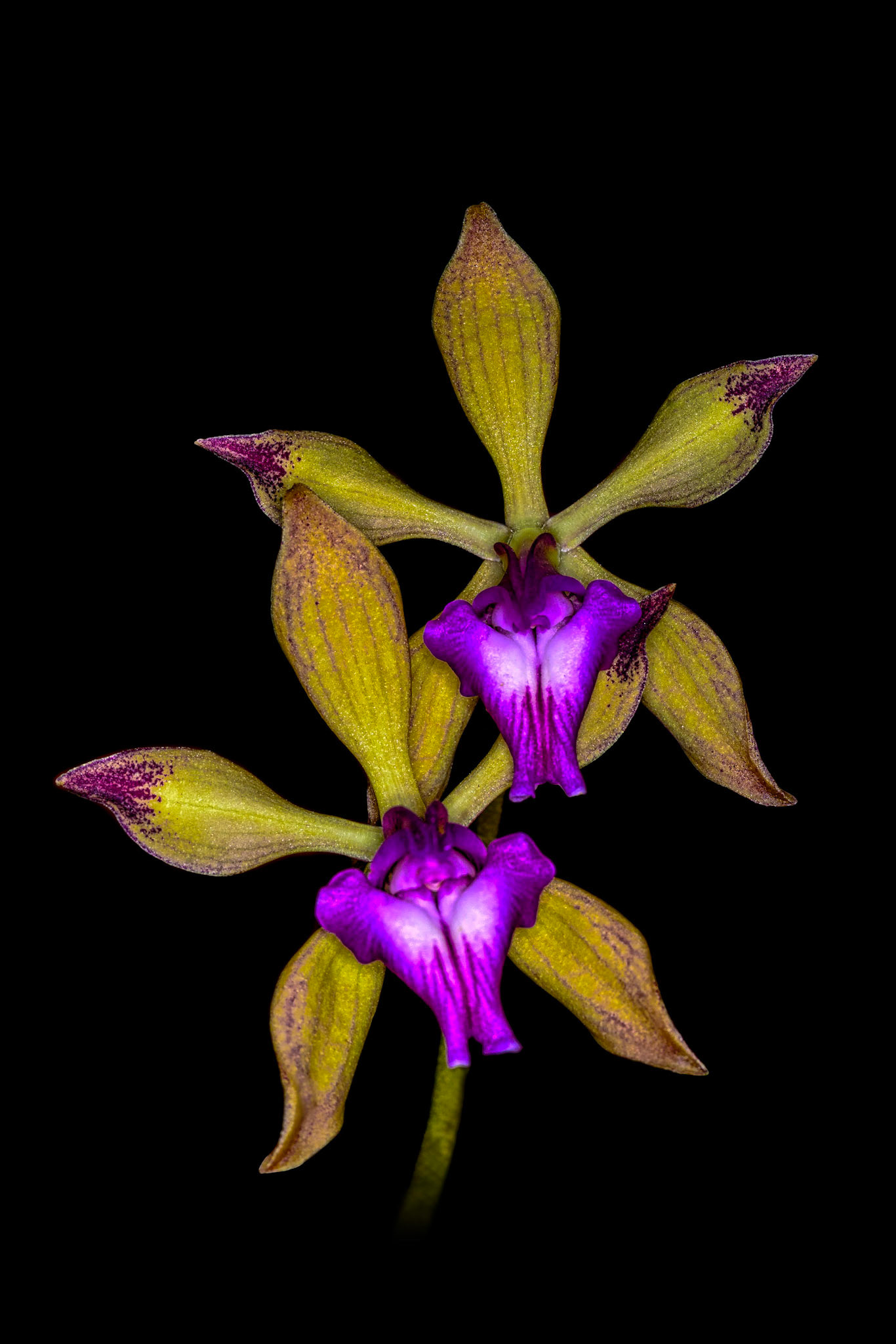 Encyclia plicata