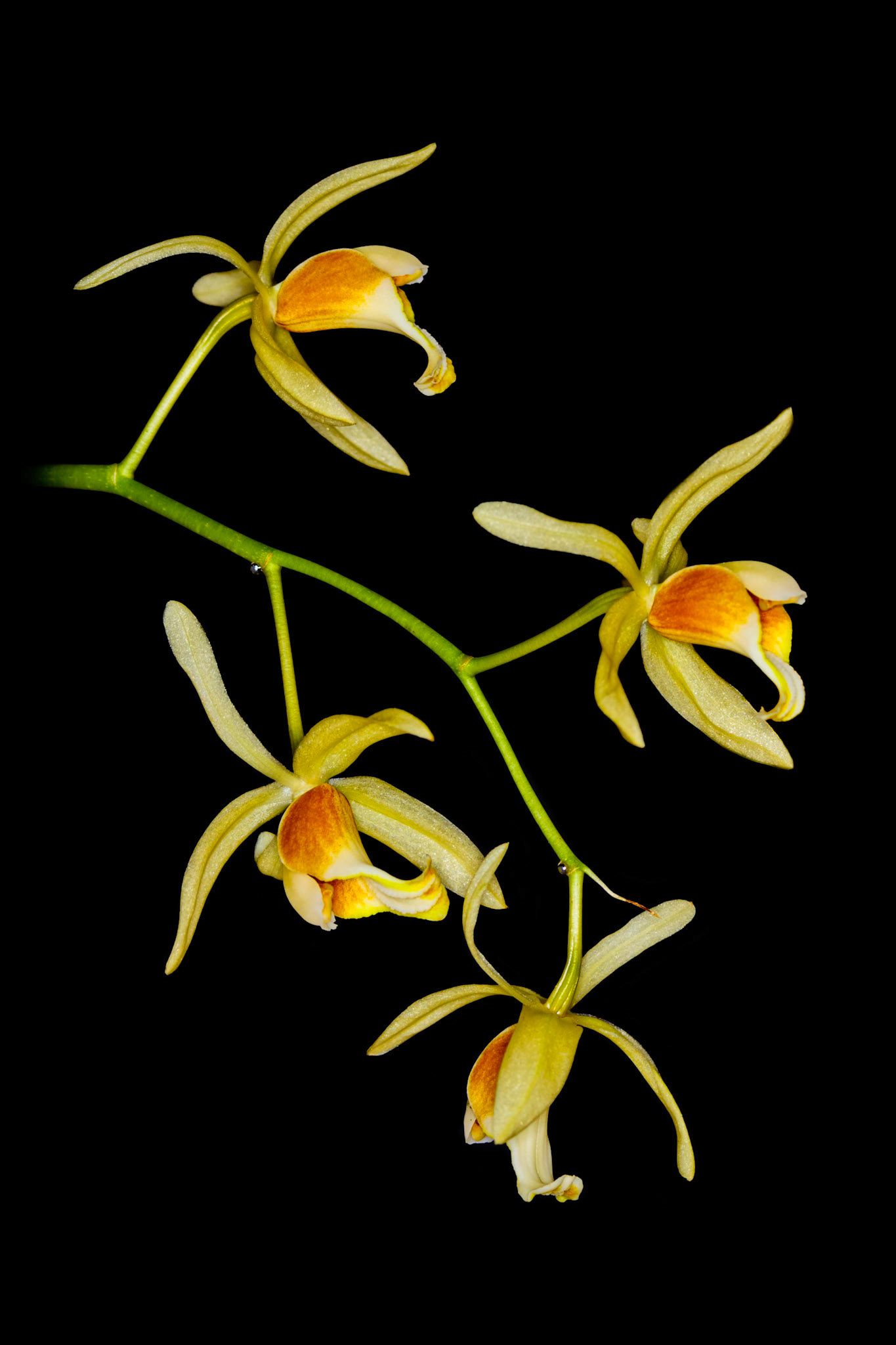 Coelogyne rossiana