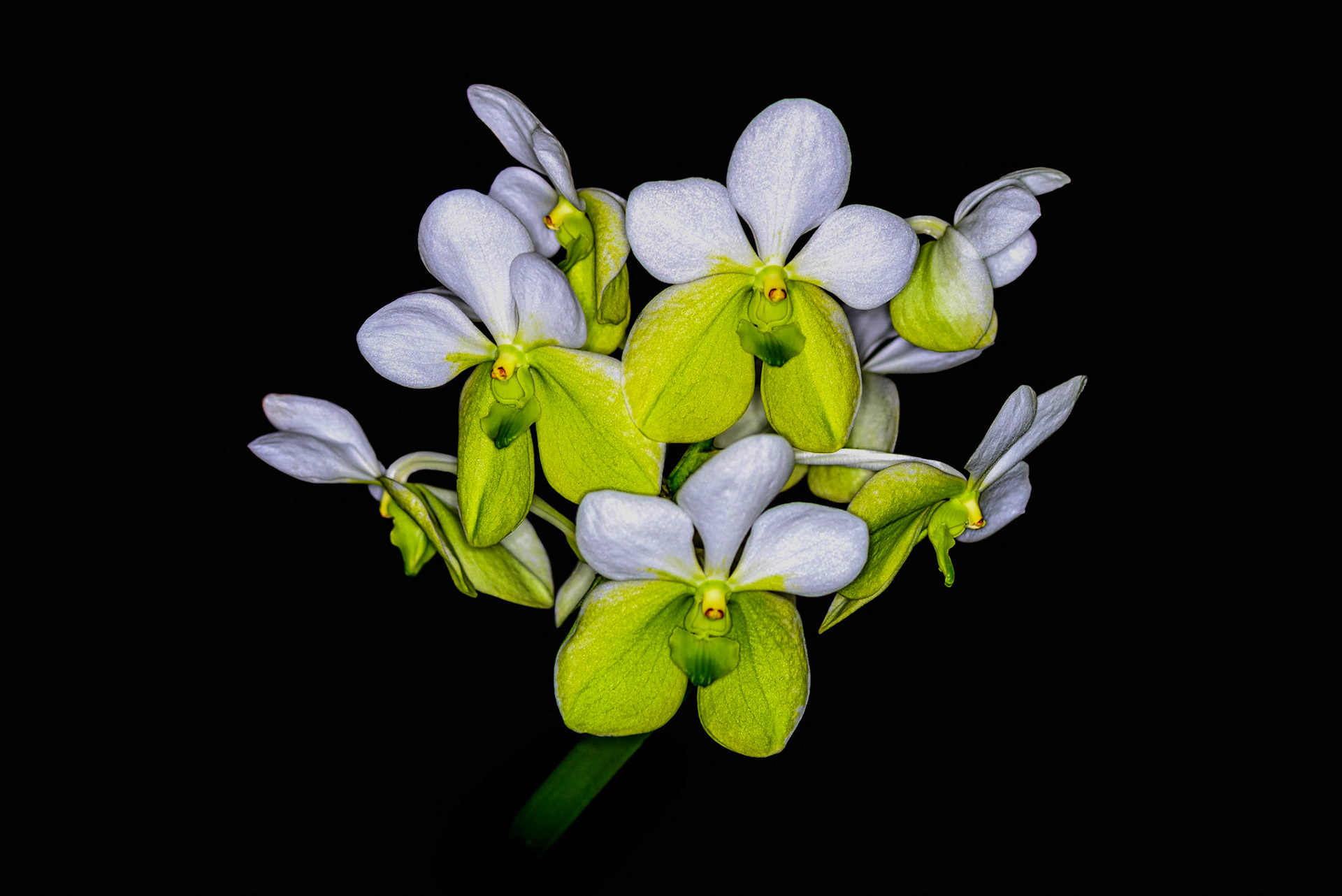 Vanda sanderiana "alba"