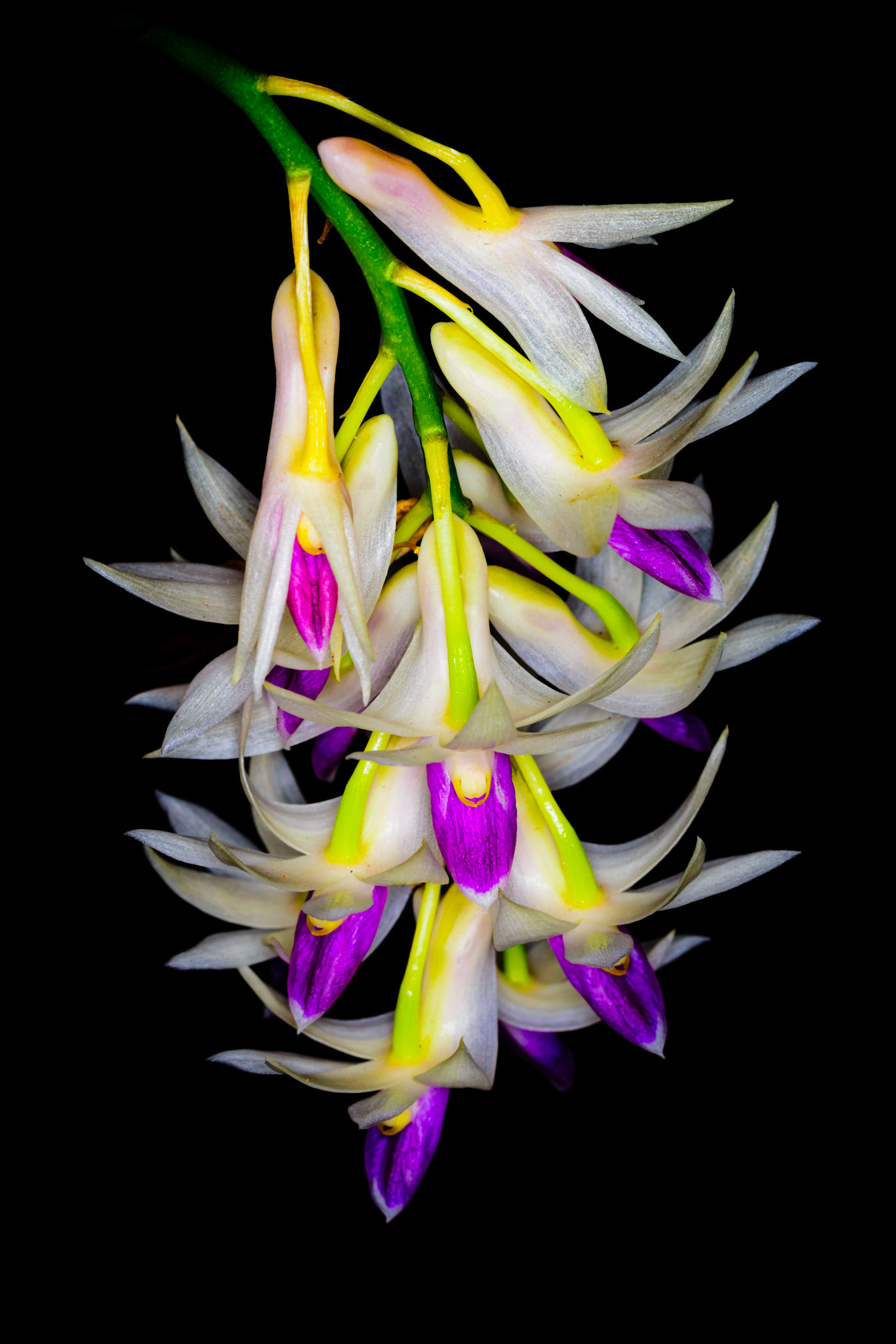 Dendrobium amethystoglossum
