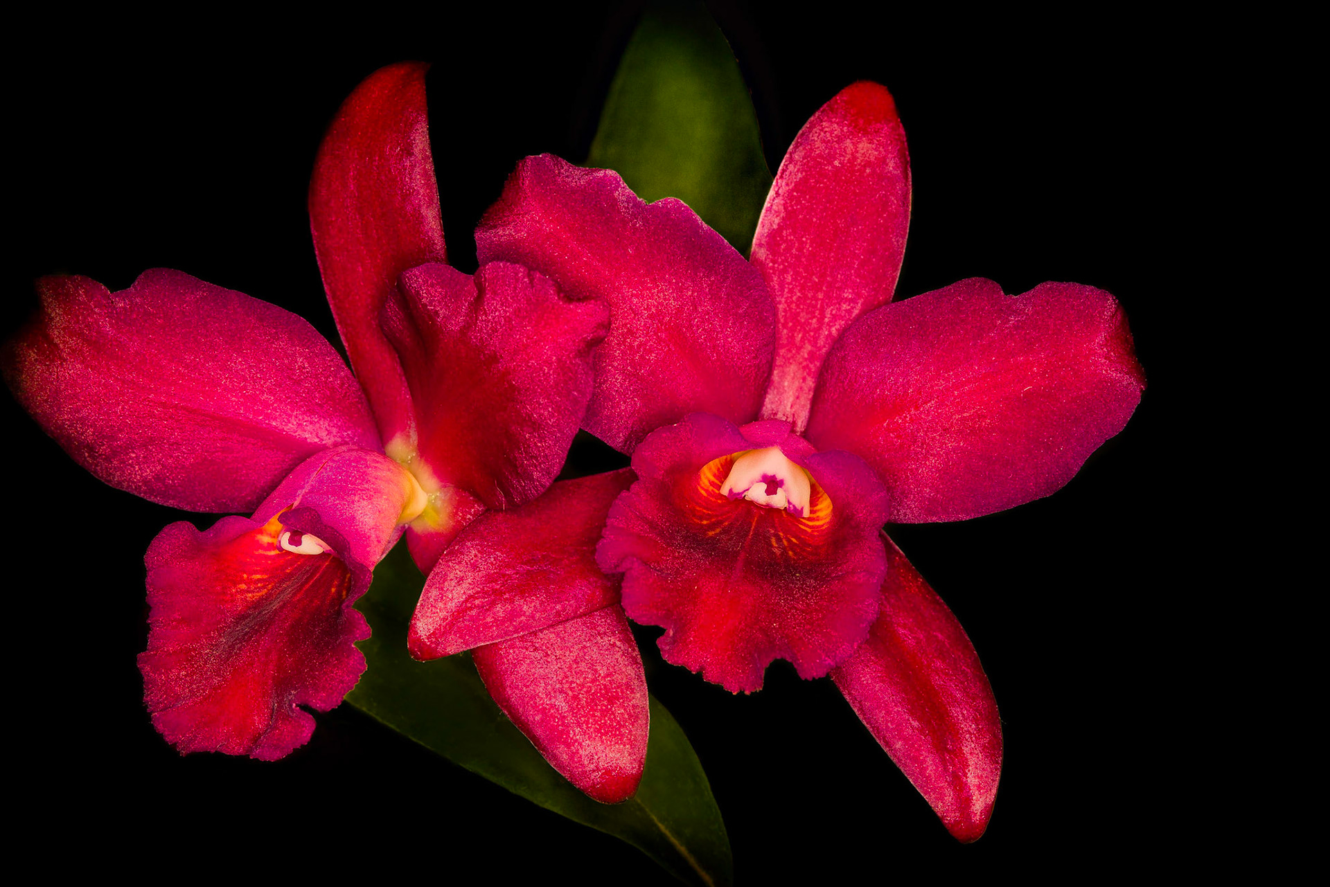 Blc. nobile's bruno bruno