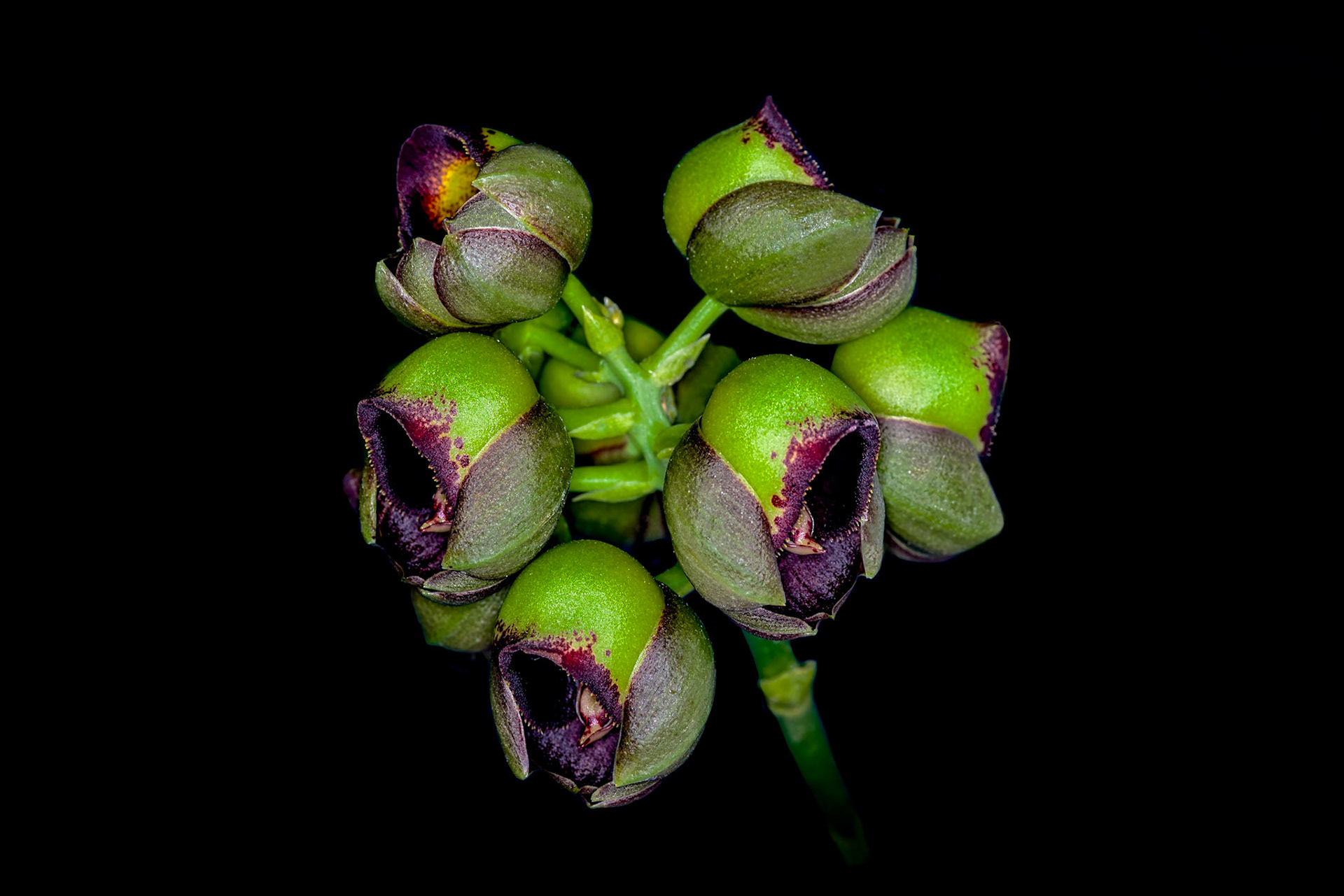 Catasetum matosiano