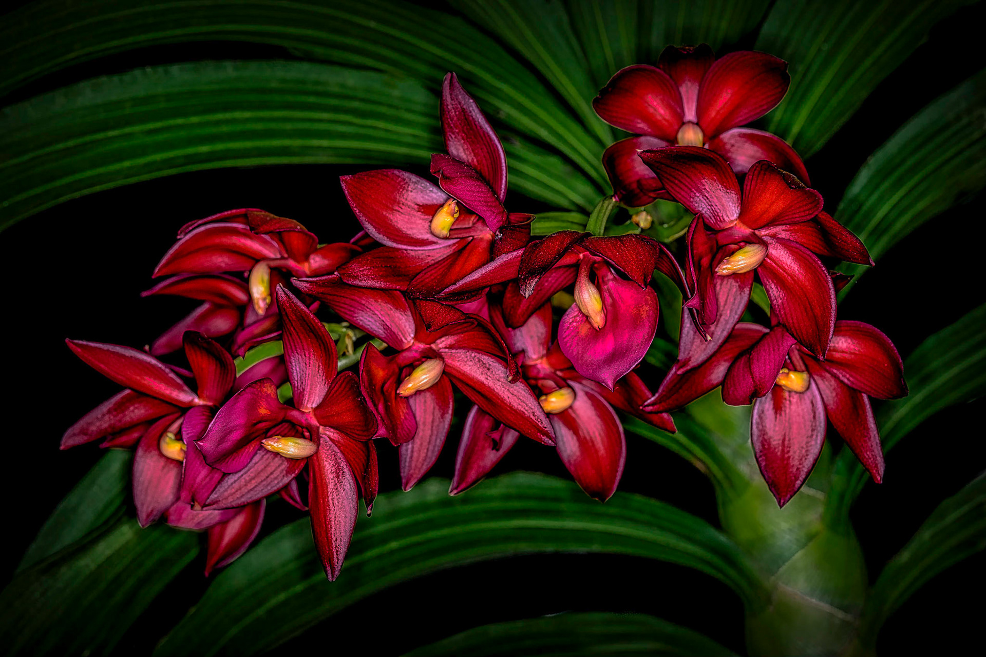 Cycnodes wine delight