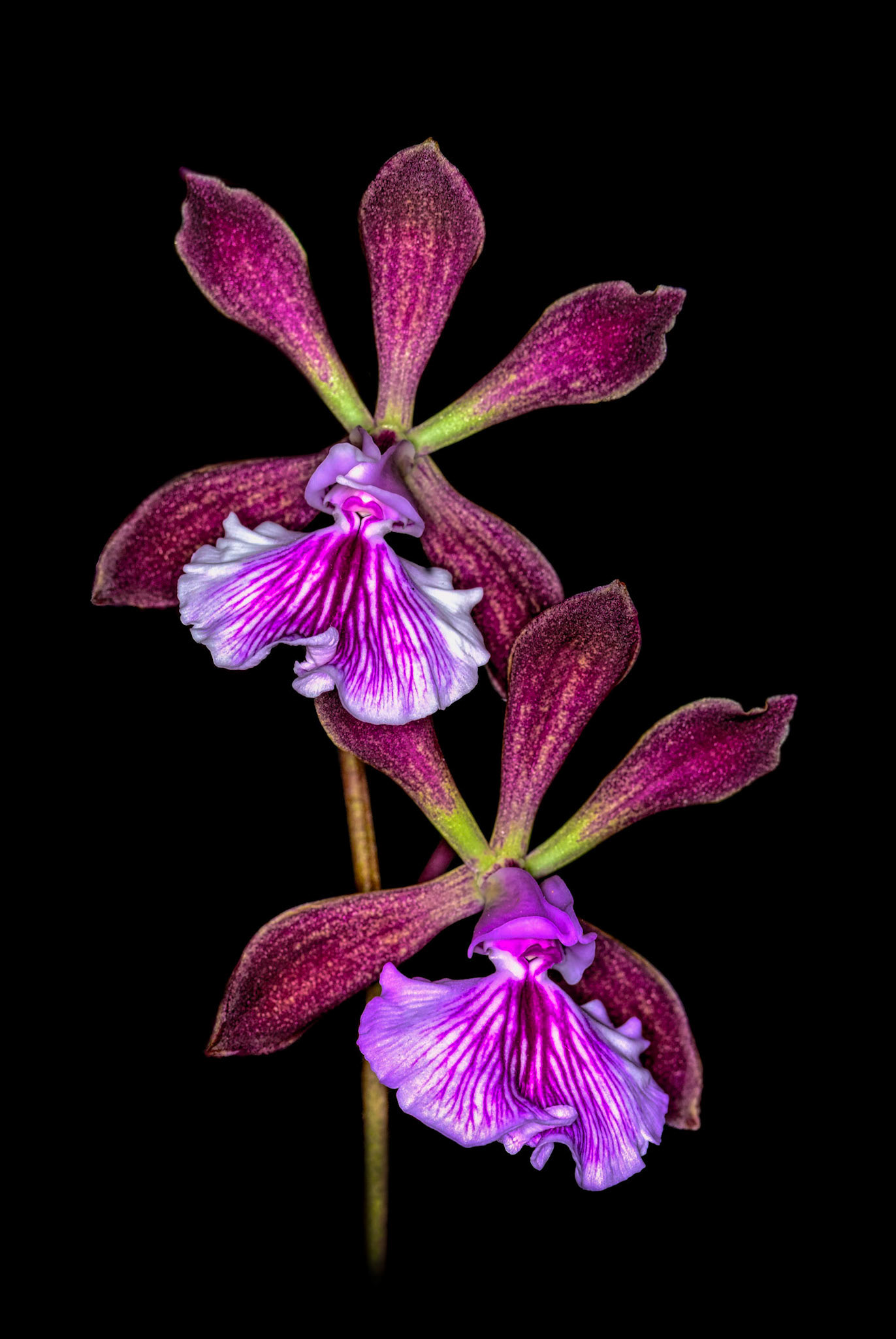 Encyclia phoenicia