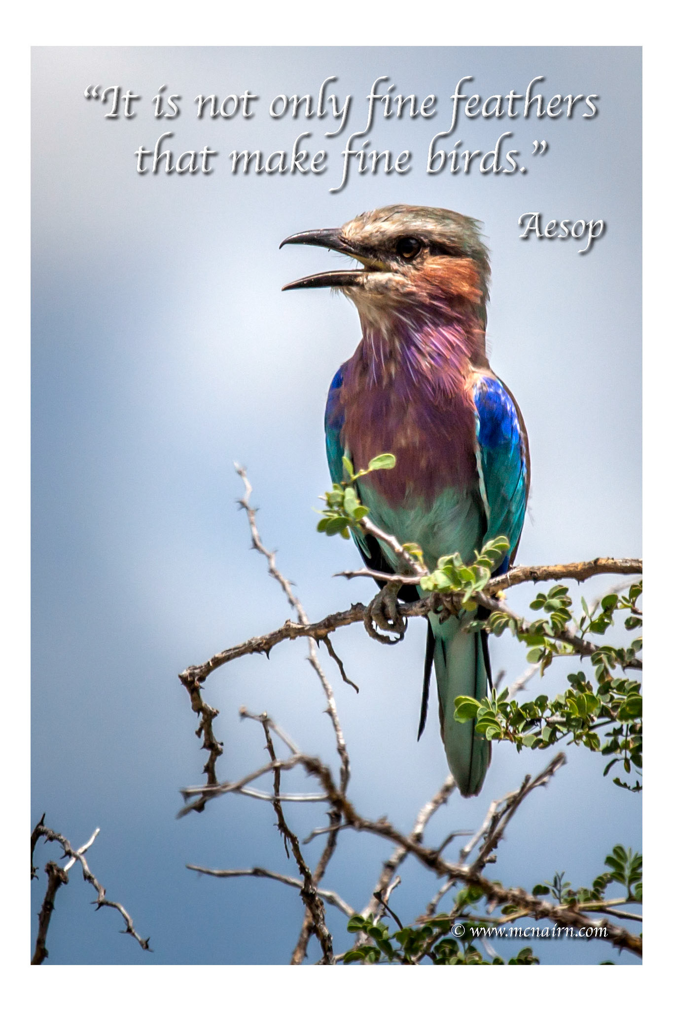 ©McNairnPhotography