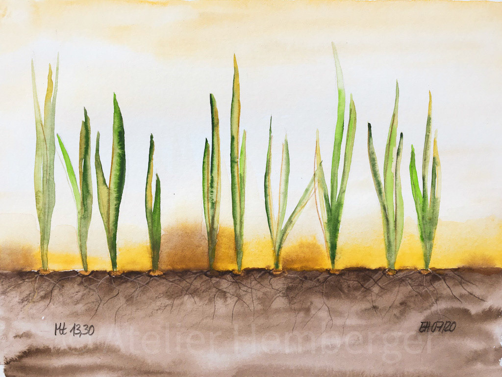 36A | 16. Sonntag im Jahreskreis, Lasst beides wachsen, Mt 13, 30