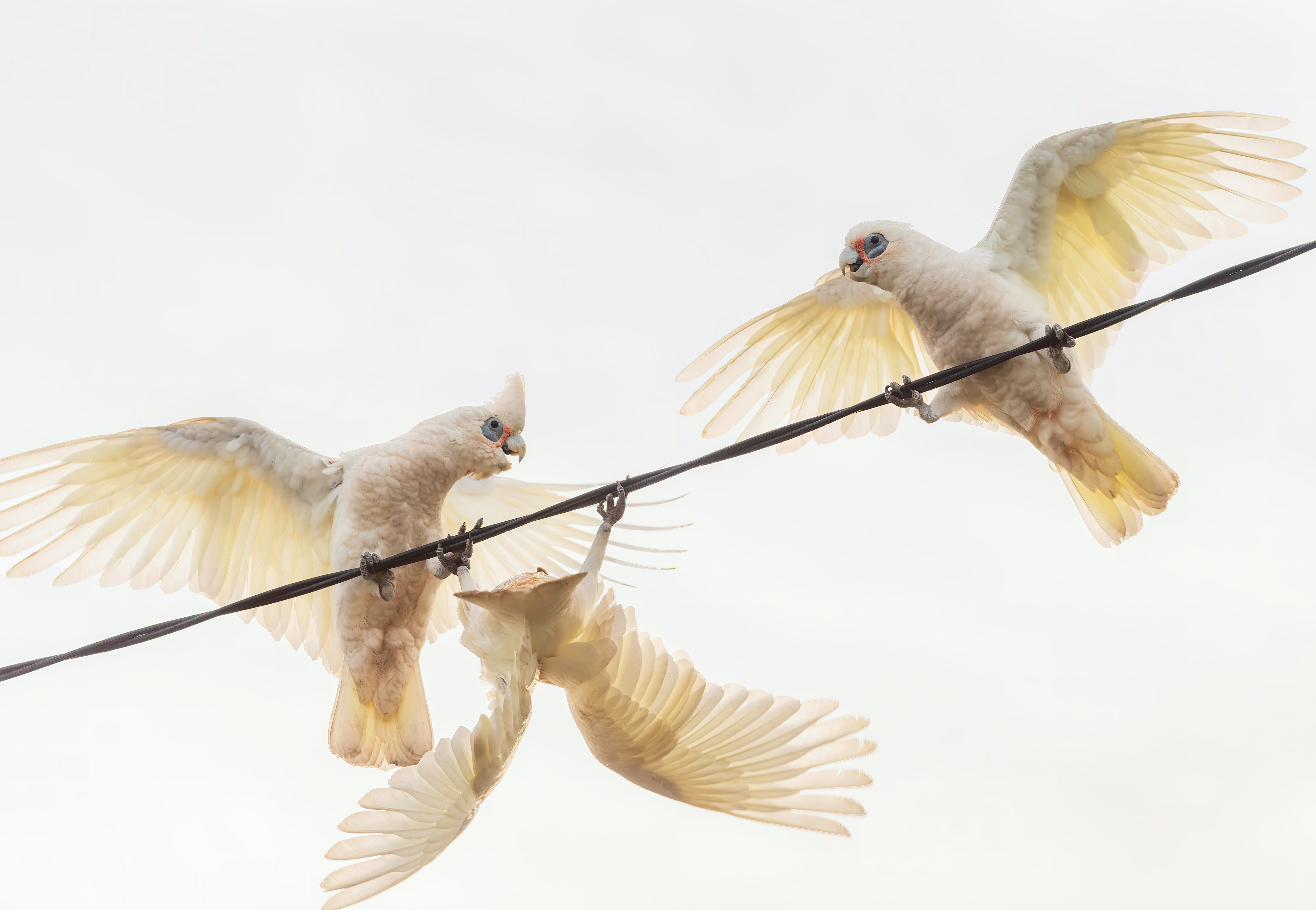Three Amigos, Freshwater Bay, Peppermint Grove, Perth