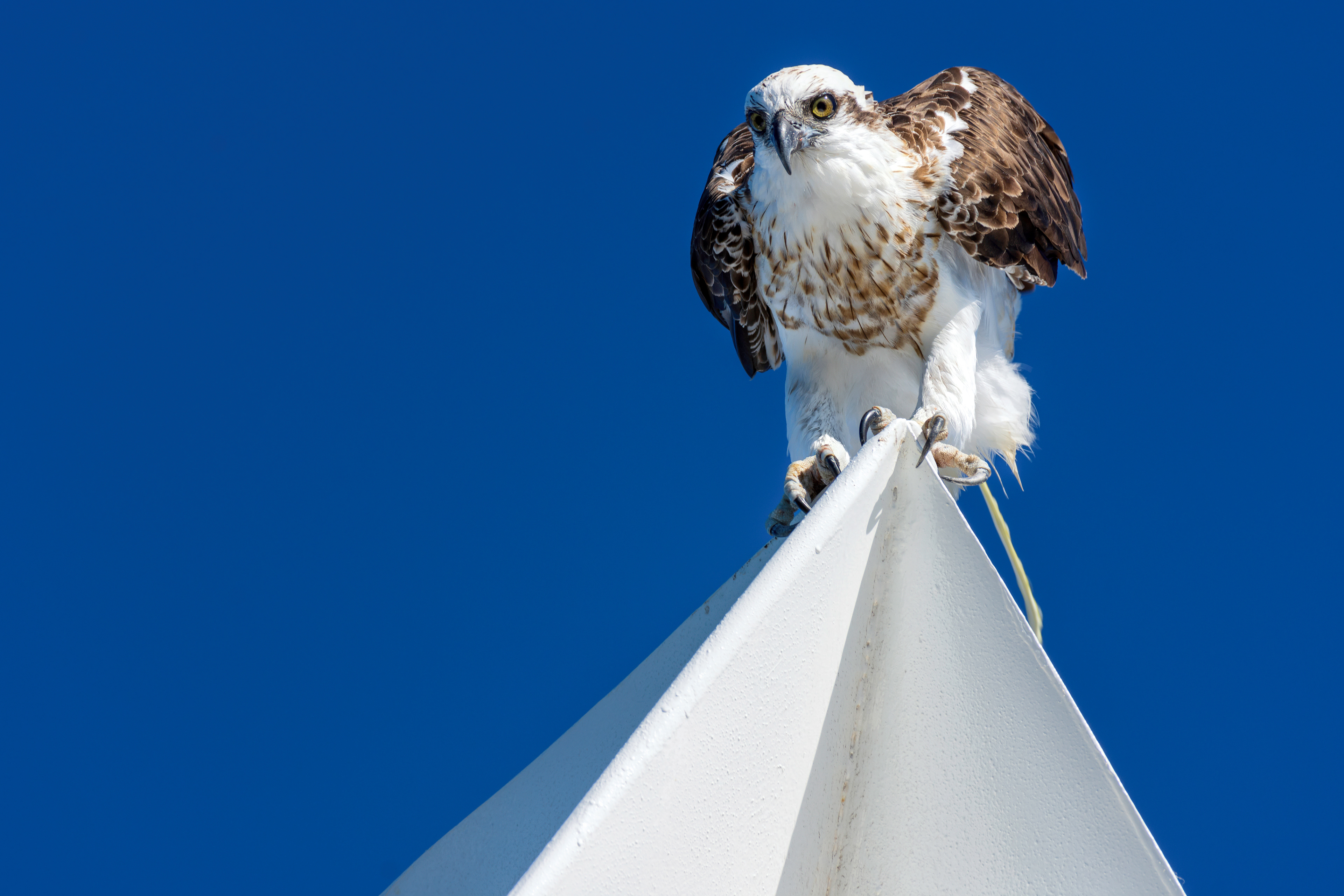 You Lookin' at Me? Mindarie Marina, Perth