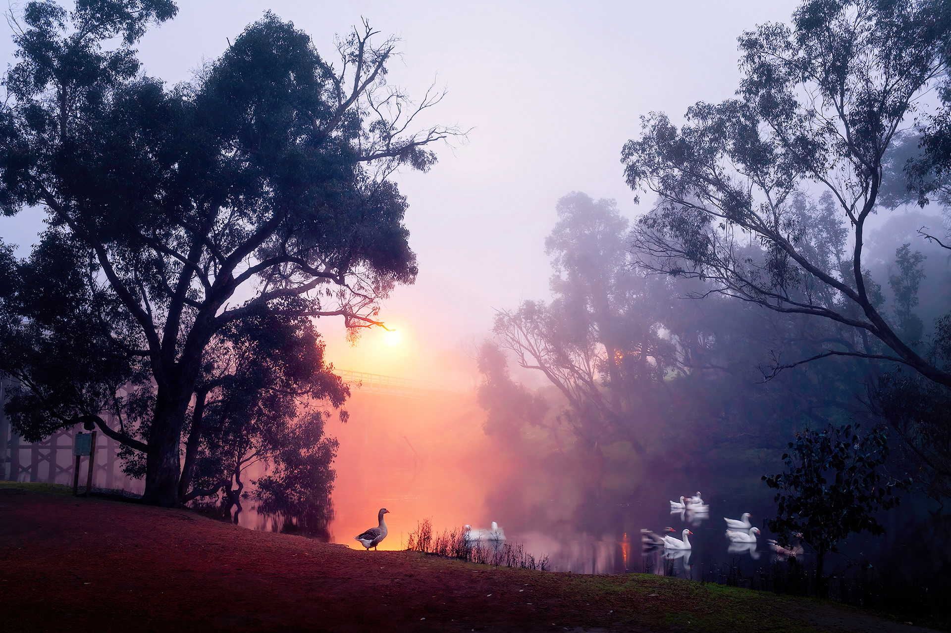 River Birds, Blackwood River, Bridgetown