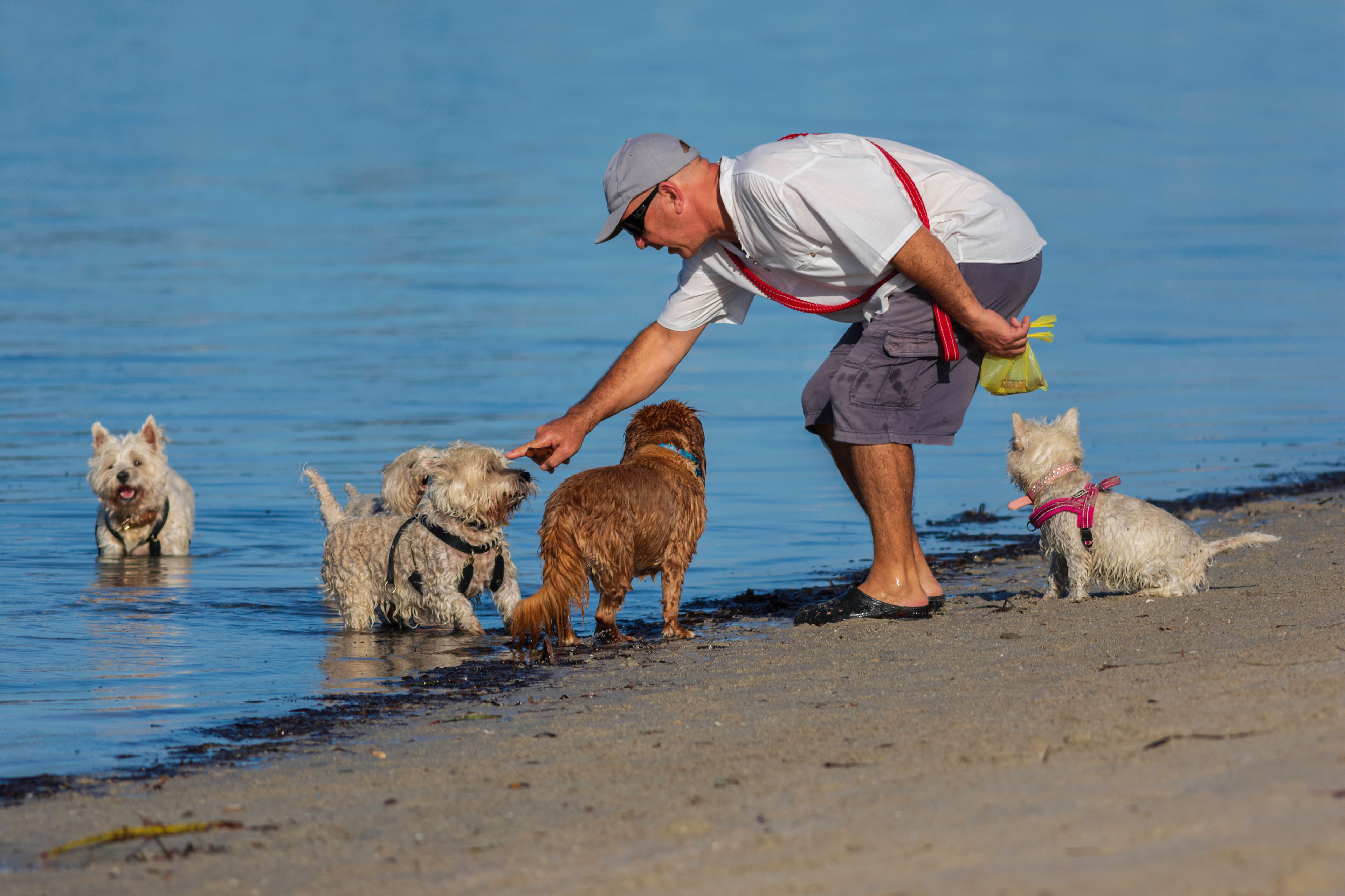 Behave Yourself! Rockingham Foreshore Dog Beach