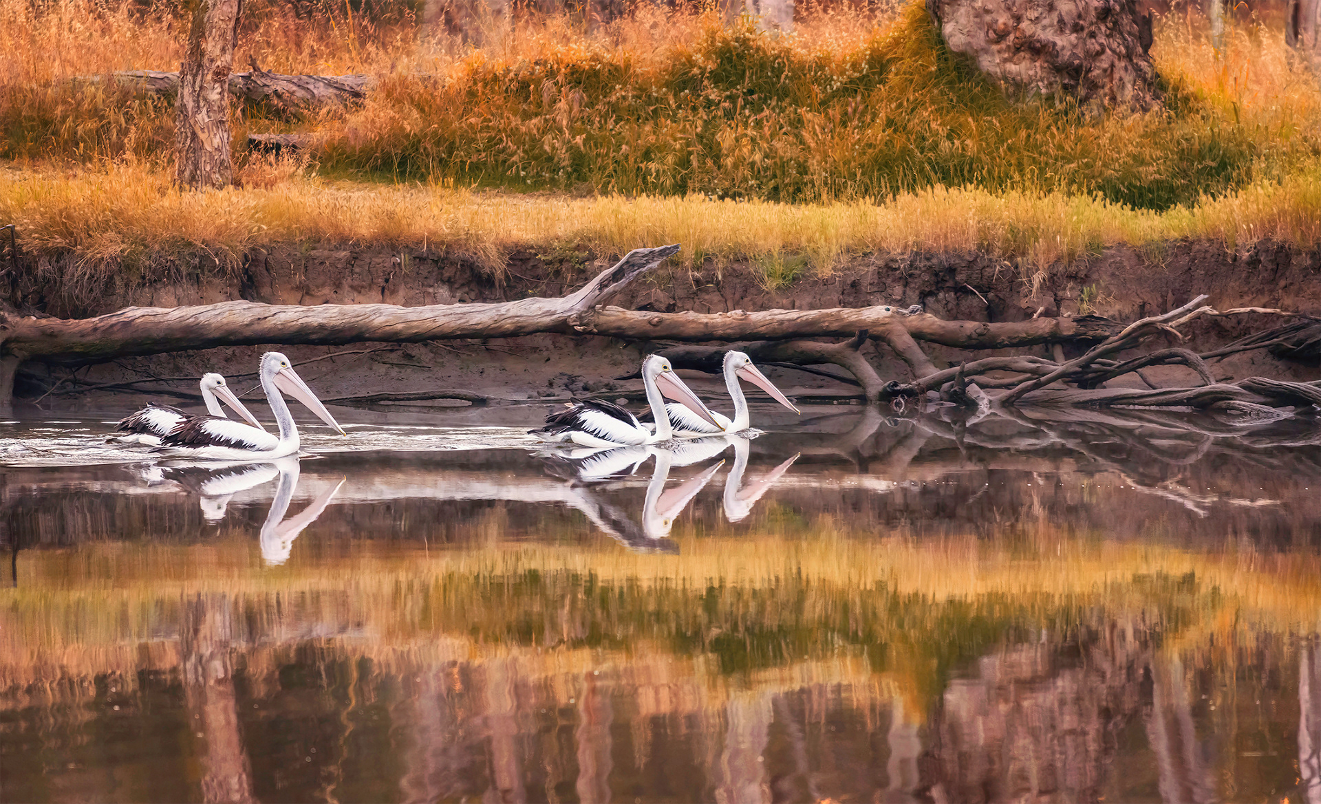 River Cruise, Belmont, Swan River, Perth