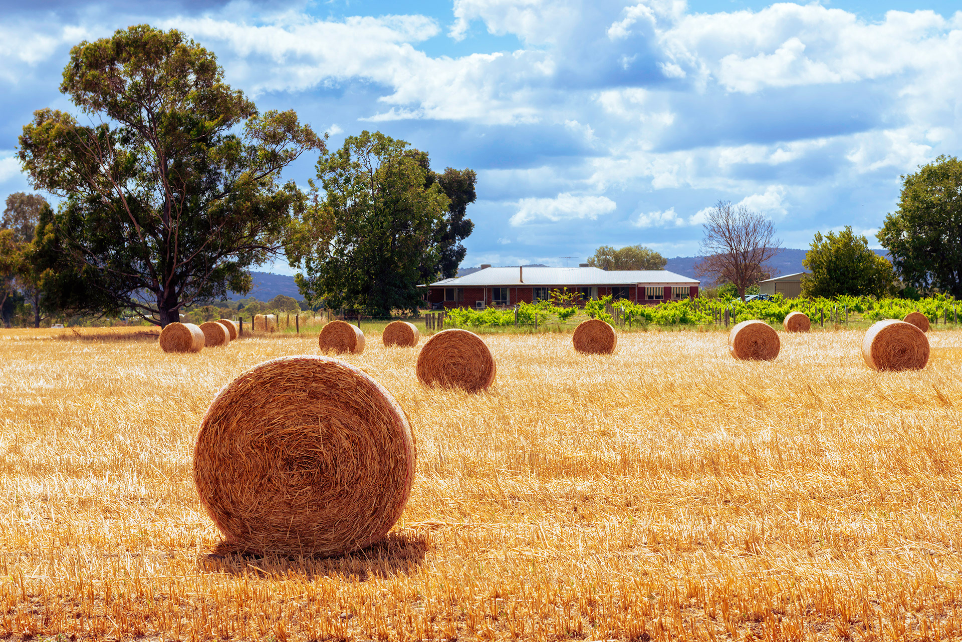 West Swan, Swan Valley