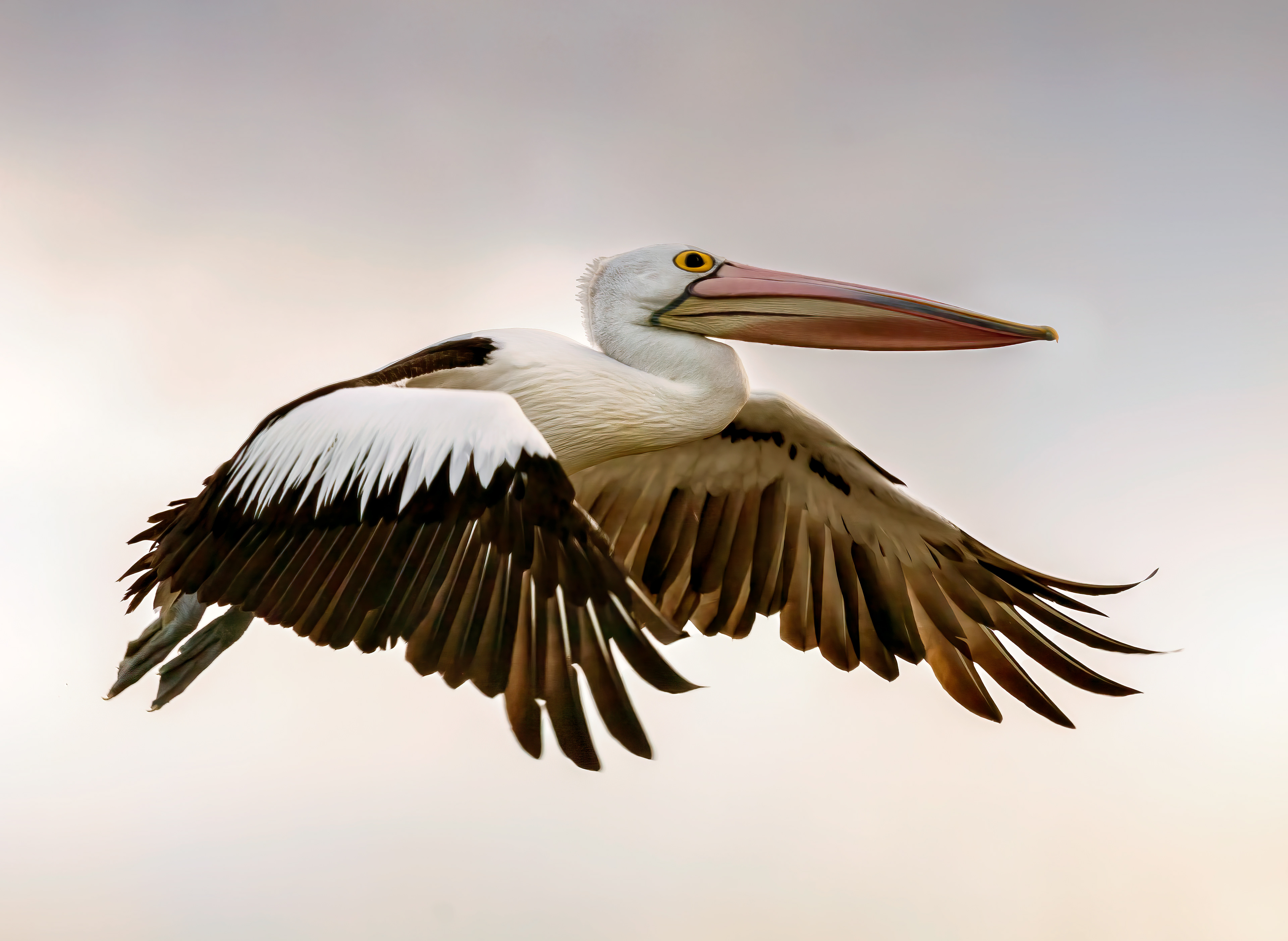 Forward Motion, Emu Point, Albany
