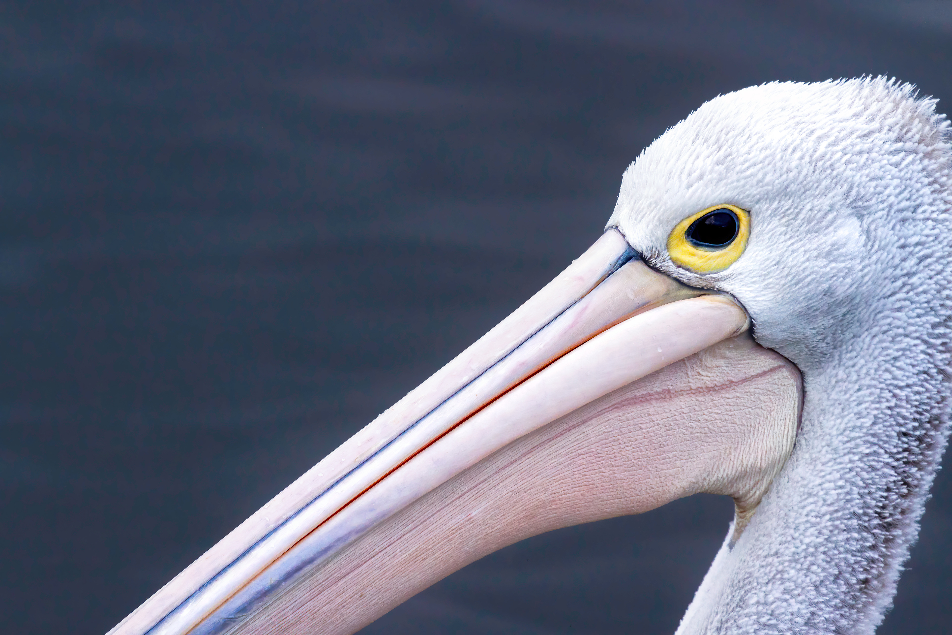 Eye of the Pelican, Maylands