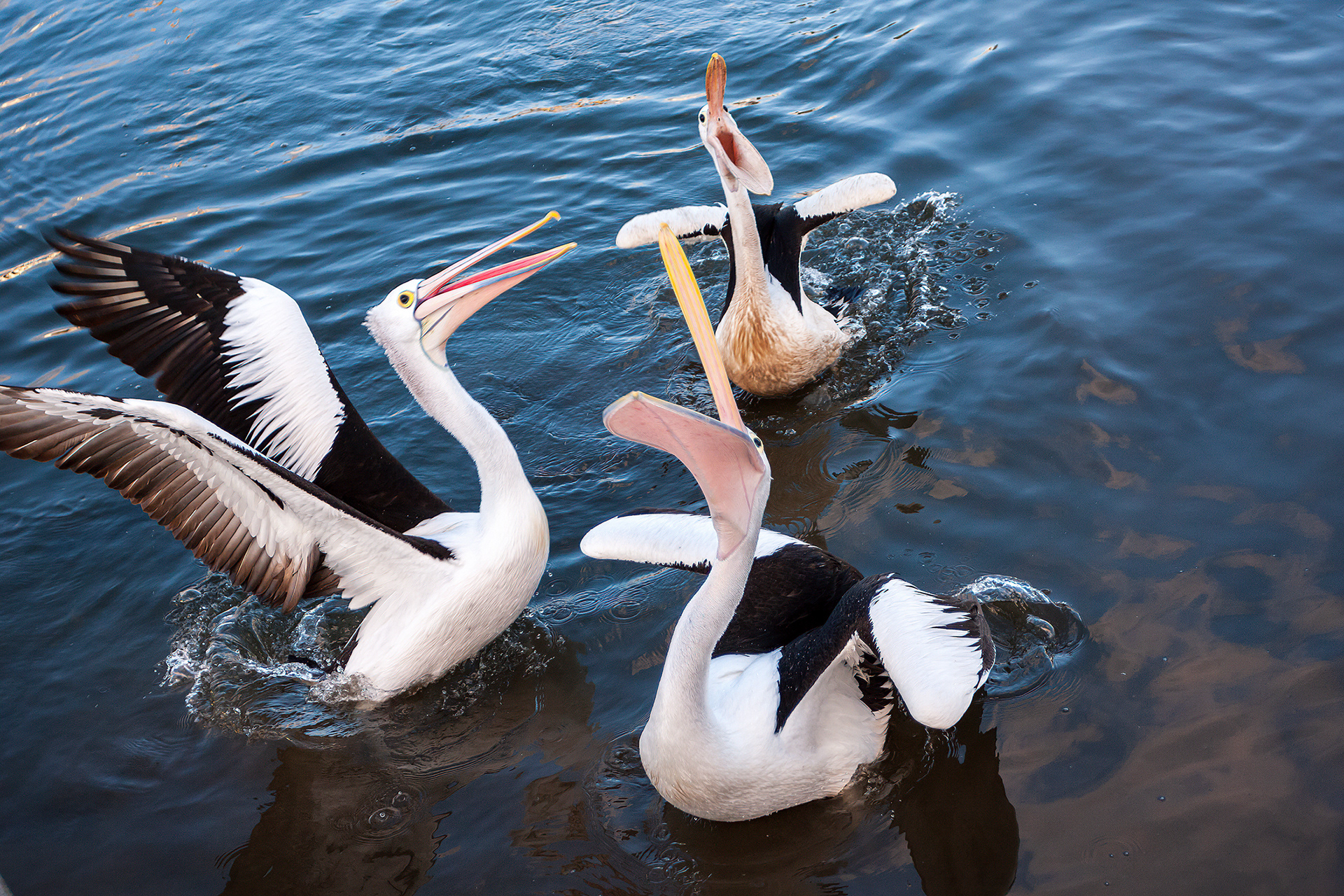Beak Hour, Emu Point, Albany