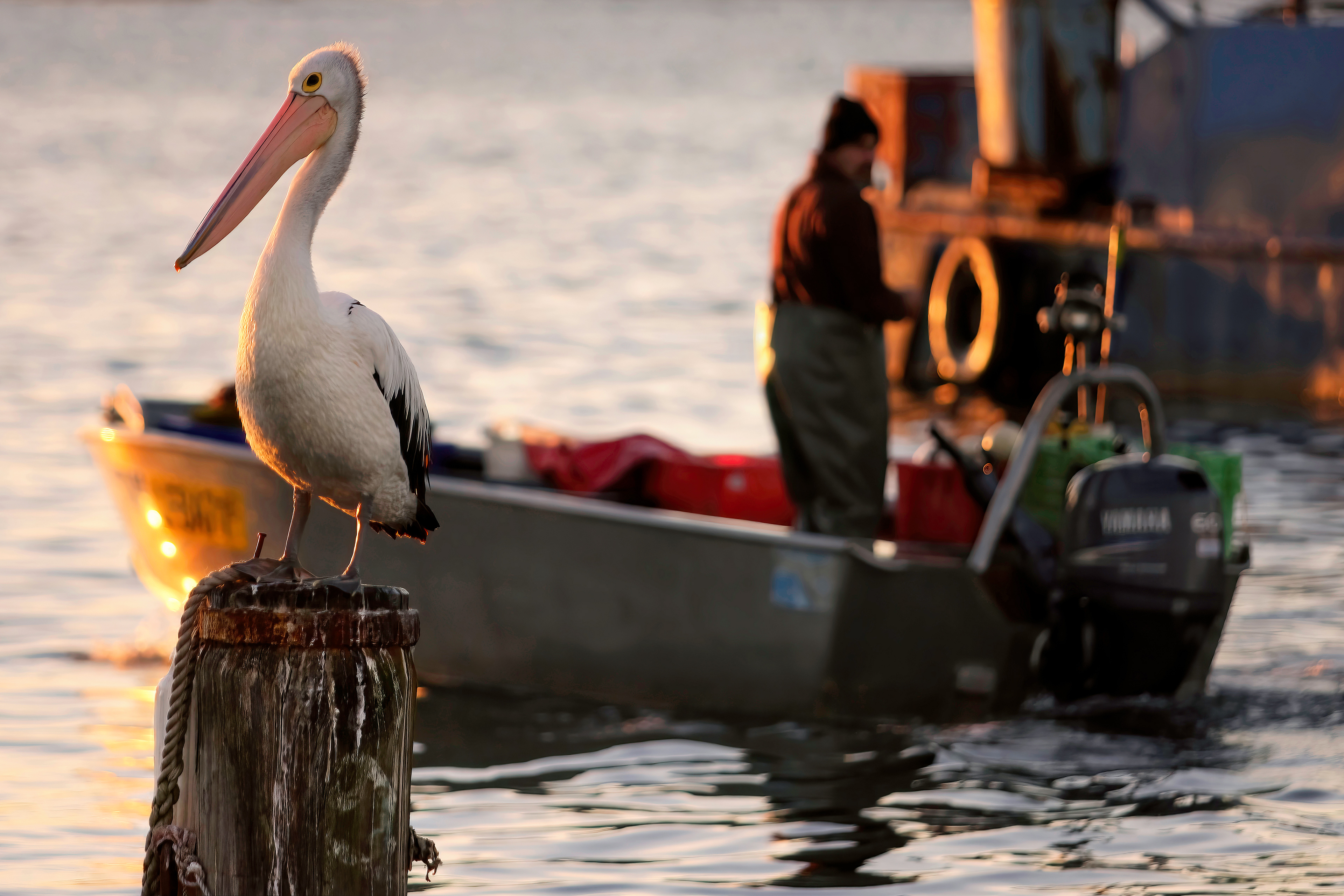 The Sentinel, Emu Point