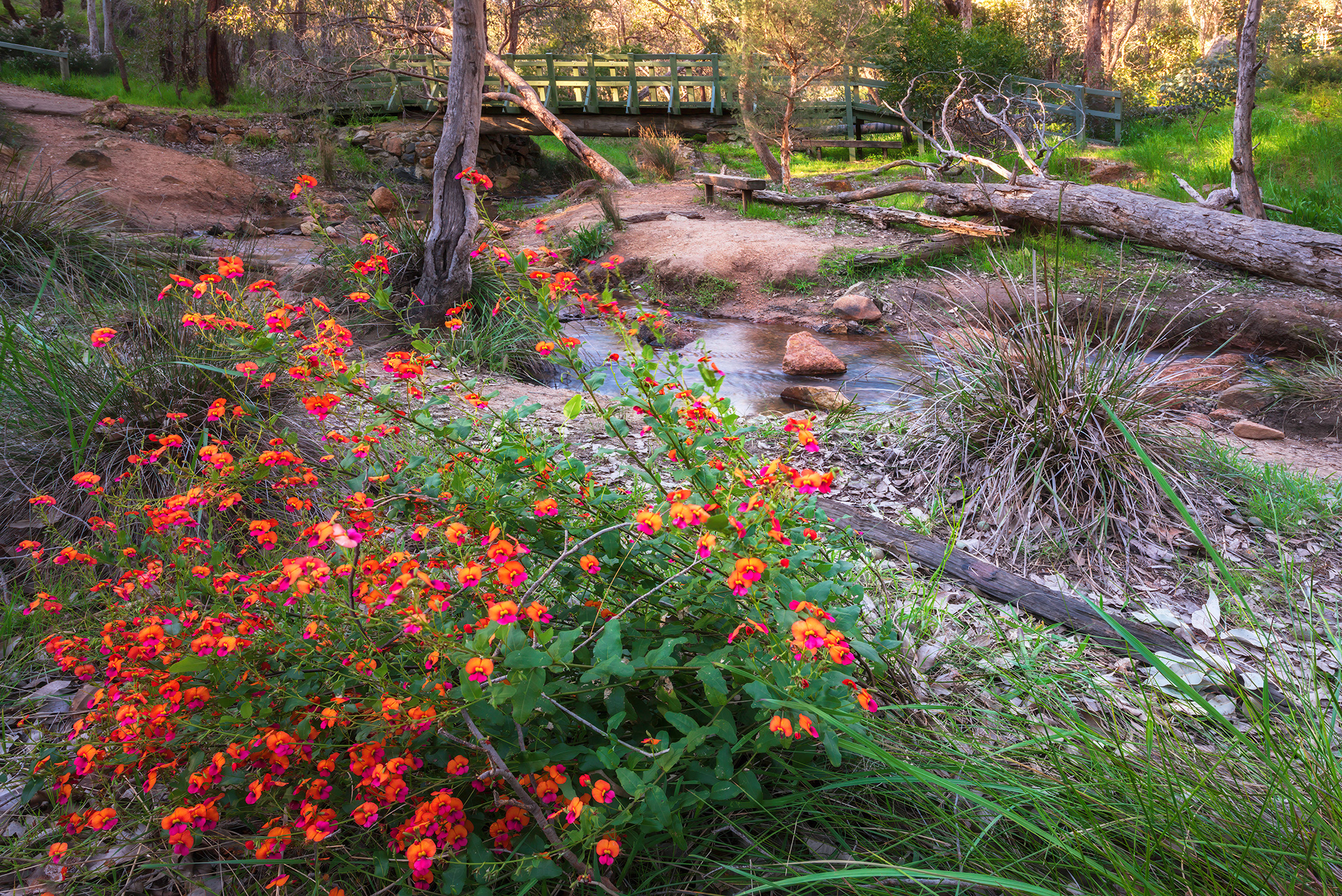 Nyannia Creek, Darlington, Perth Hills