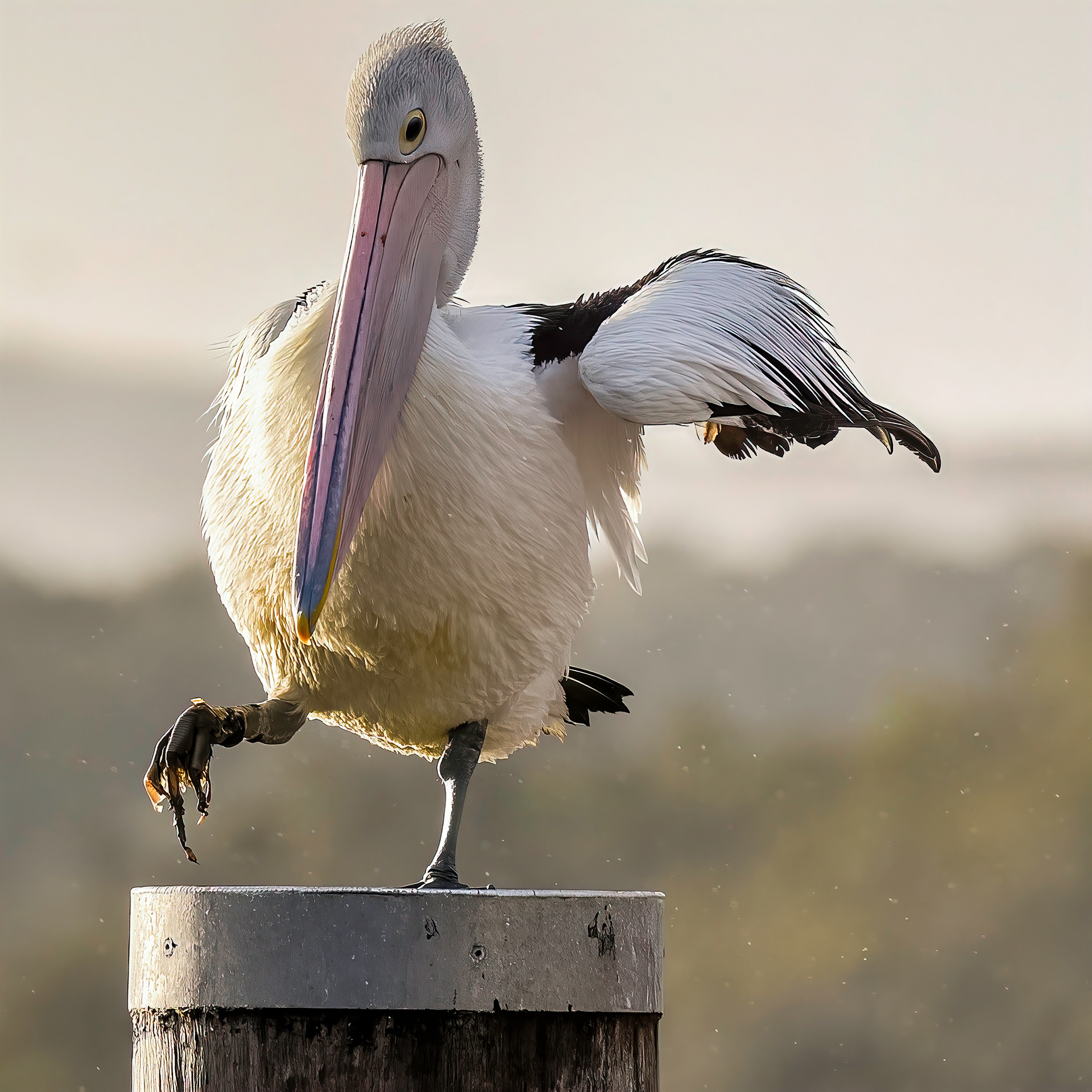 Happy Dance, Emu Point, Albany