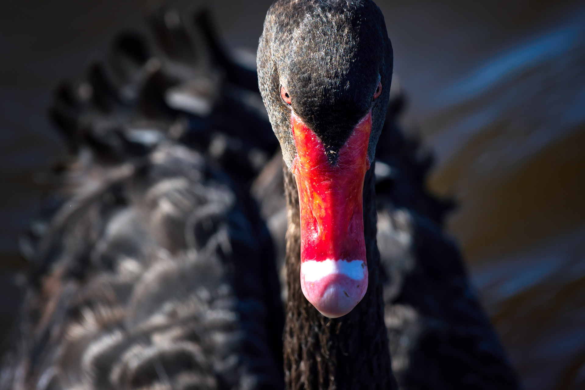 Evil Eye, Ascot Waters, Perth