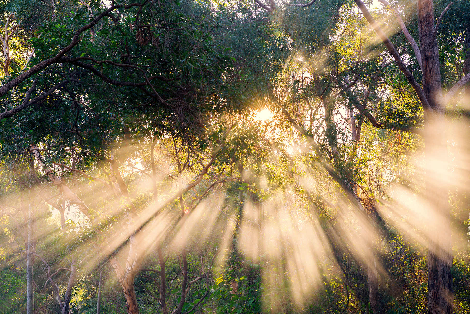 Darlington bushfire smoke, Perth Hills