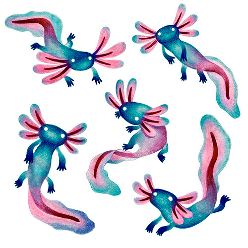 Axolotl 2023