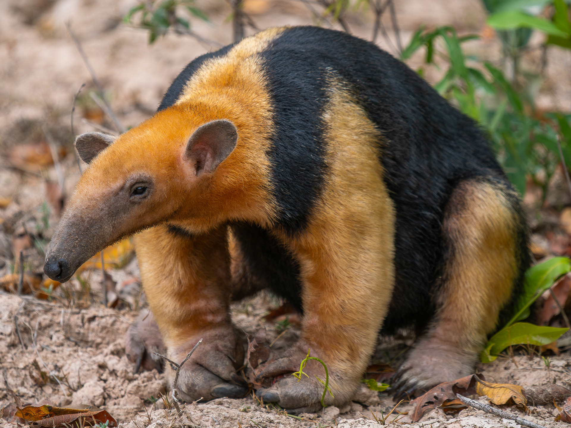 Southern Tamandua