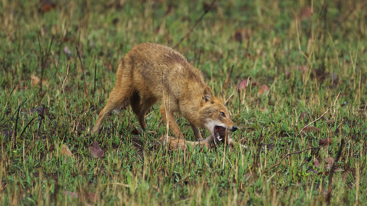Indian Jackal (Canis aureus indicus)