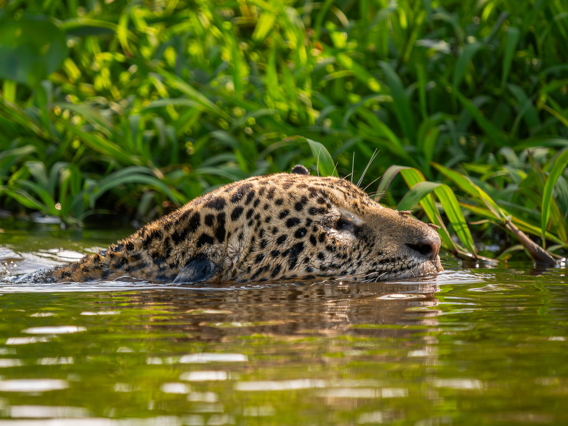Jaguar