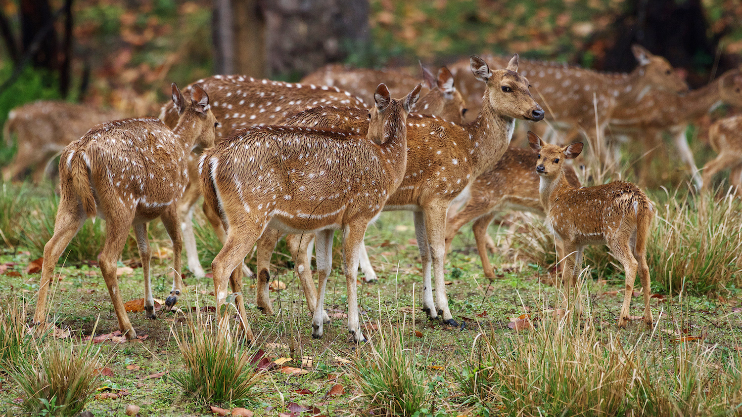 Herd of Chital  (Axis axis)