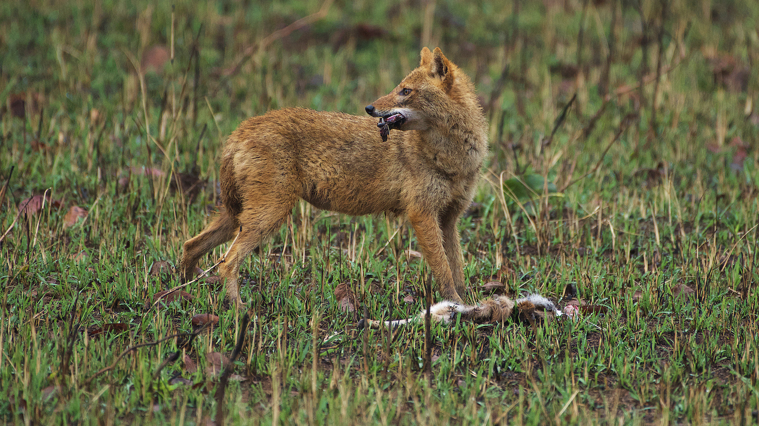 Indian Jackal (Canis aureus indicus)