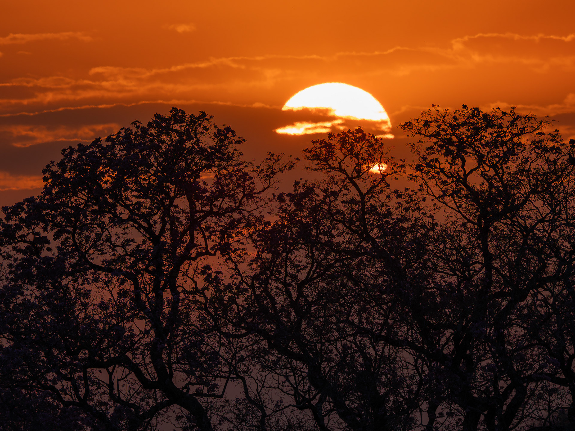 Sunrise in the Pantanal