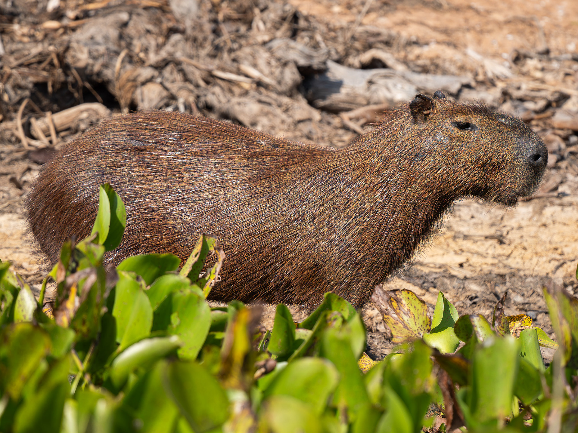 Capybara