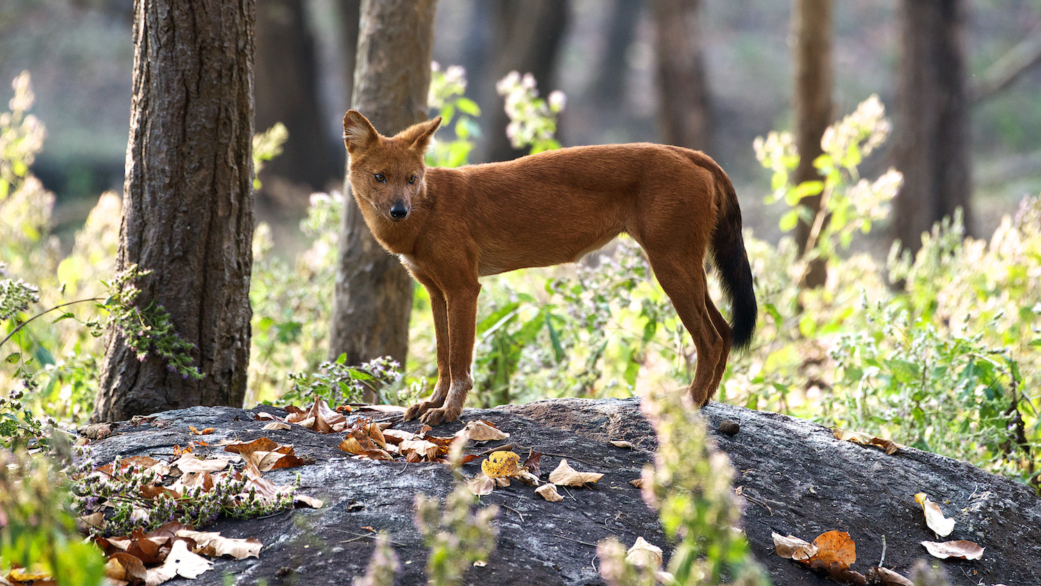 dhole wild dog