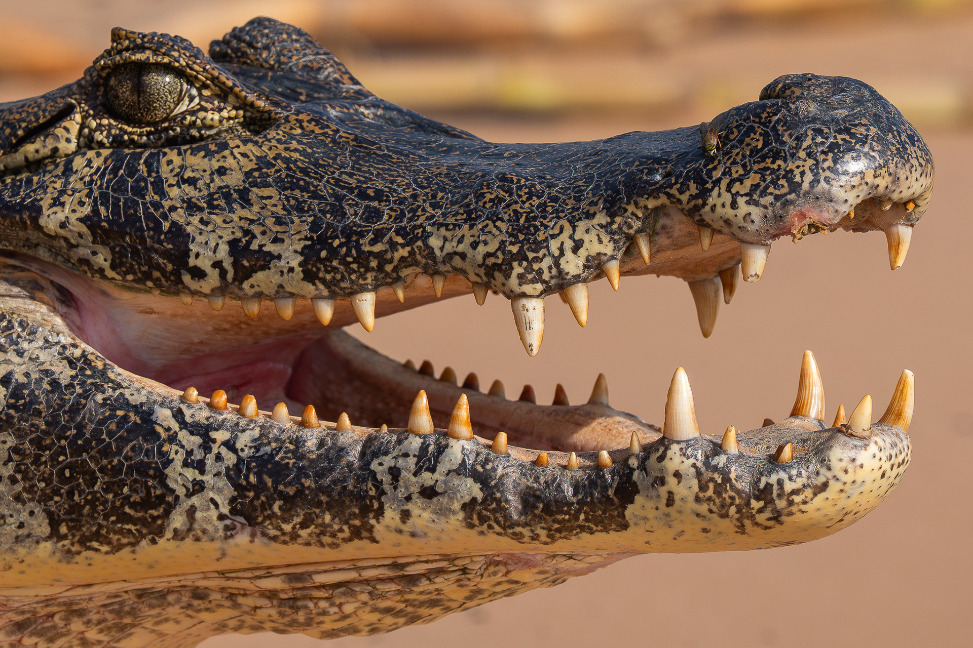 Yacaré caiman