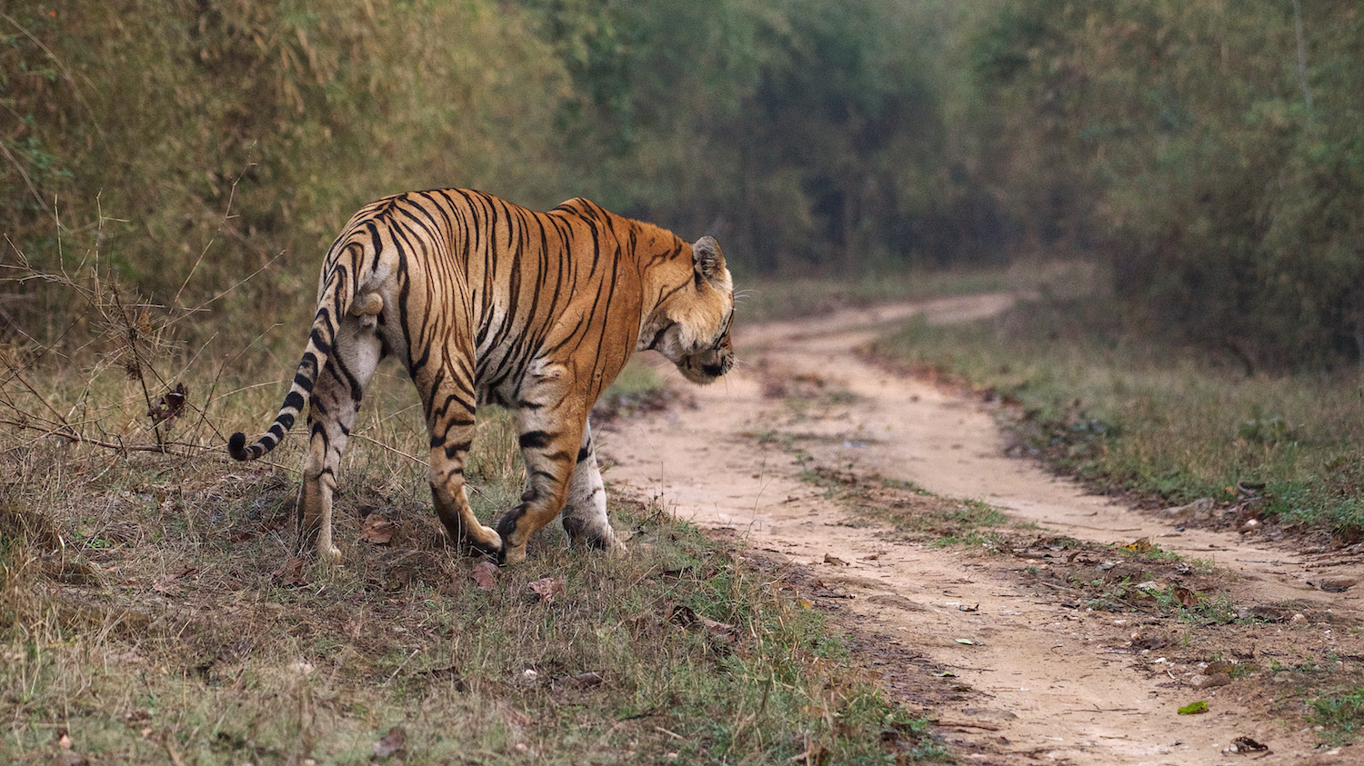Bengal Tiger (Panthera tigris tigris) Big male named M1