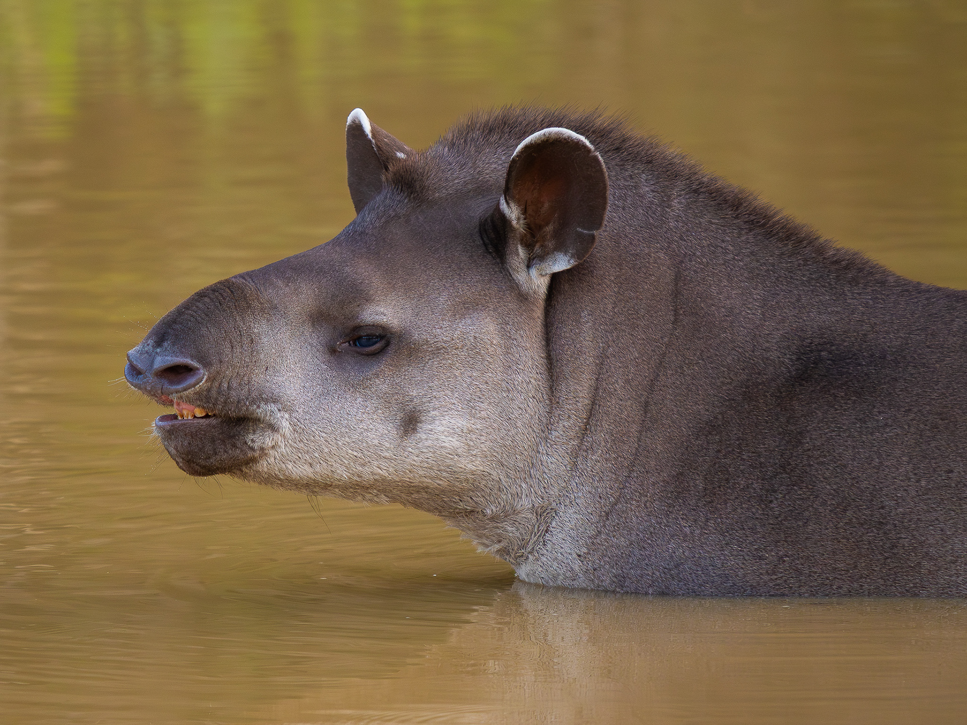 Tapir