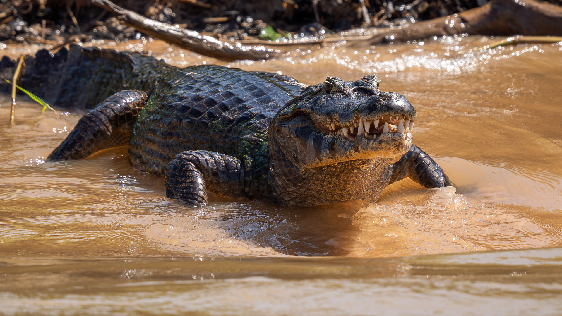 Yacaré caiman