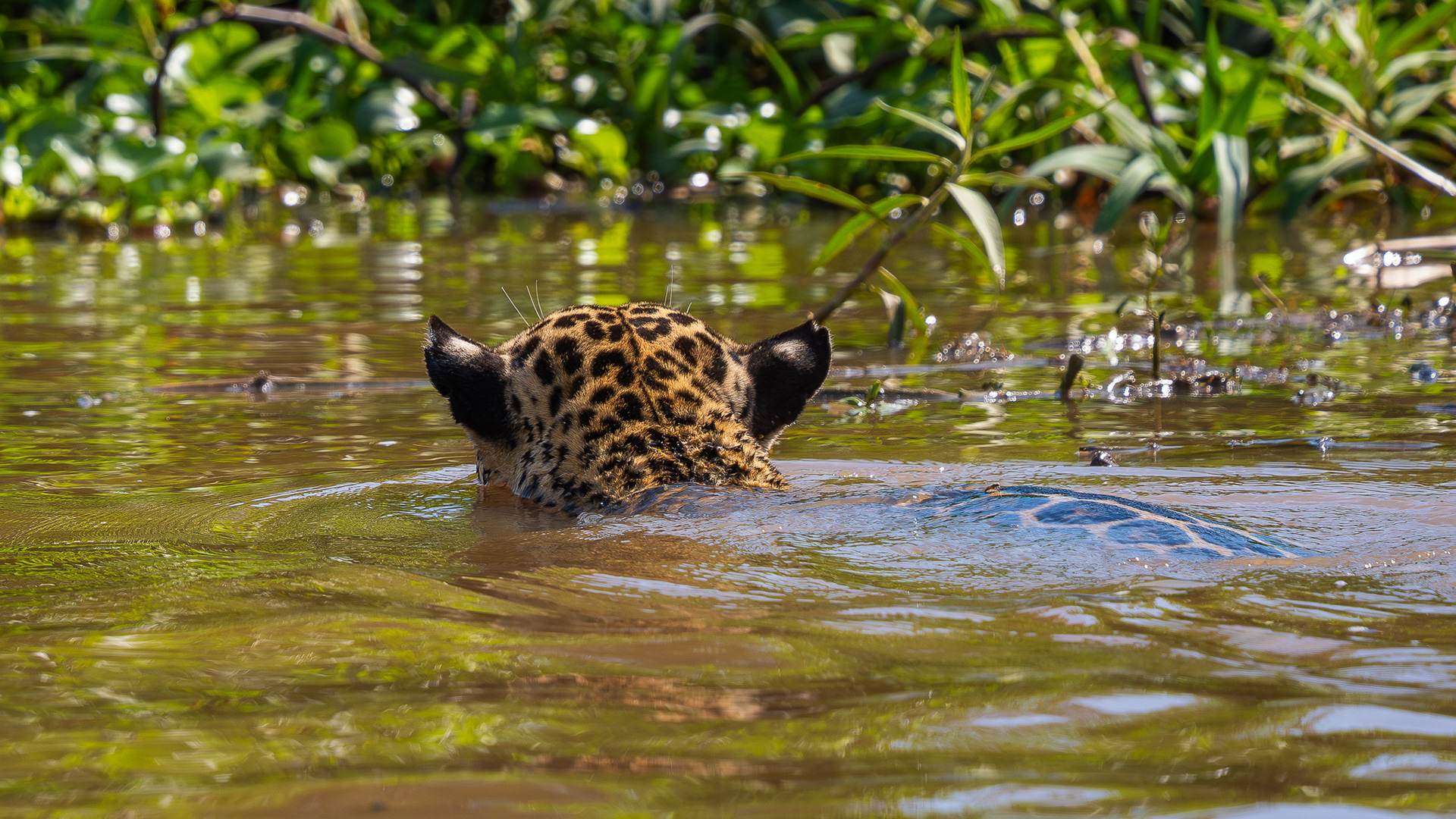Jaguar