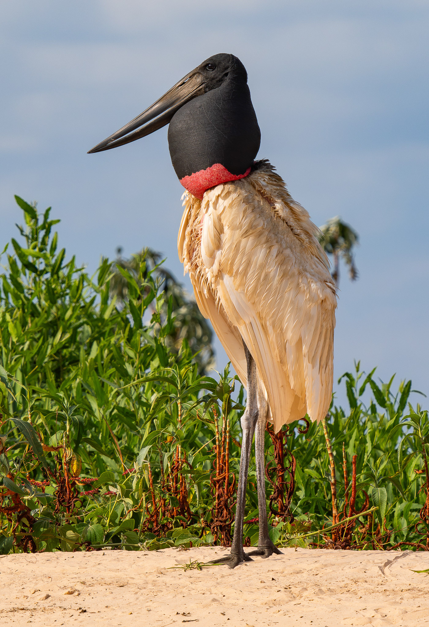  Jabiru Stork