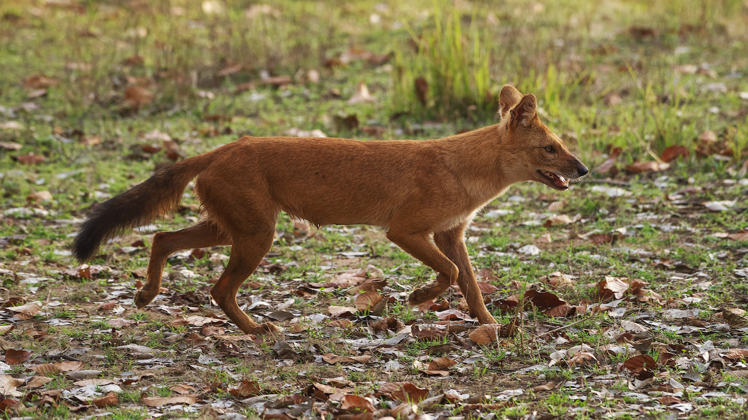 Dhole (Cuon alpinus) - Indian Wild Dog