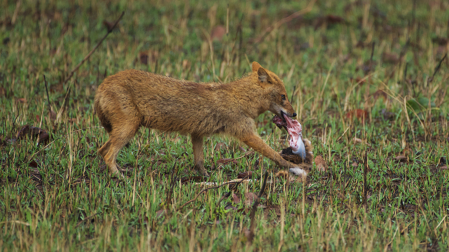 Indian Jackal (Canis aureus indicus)